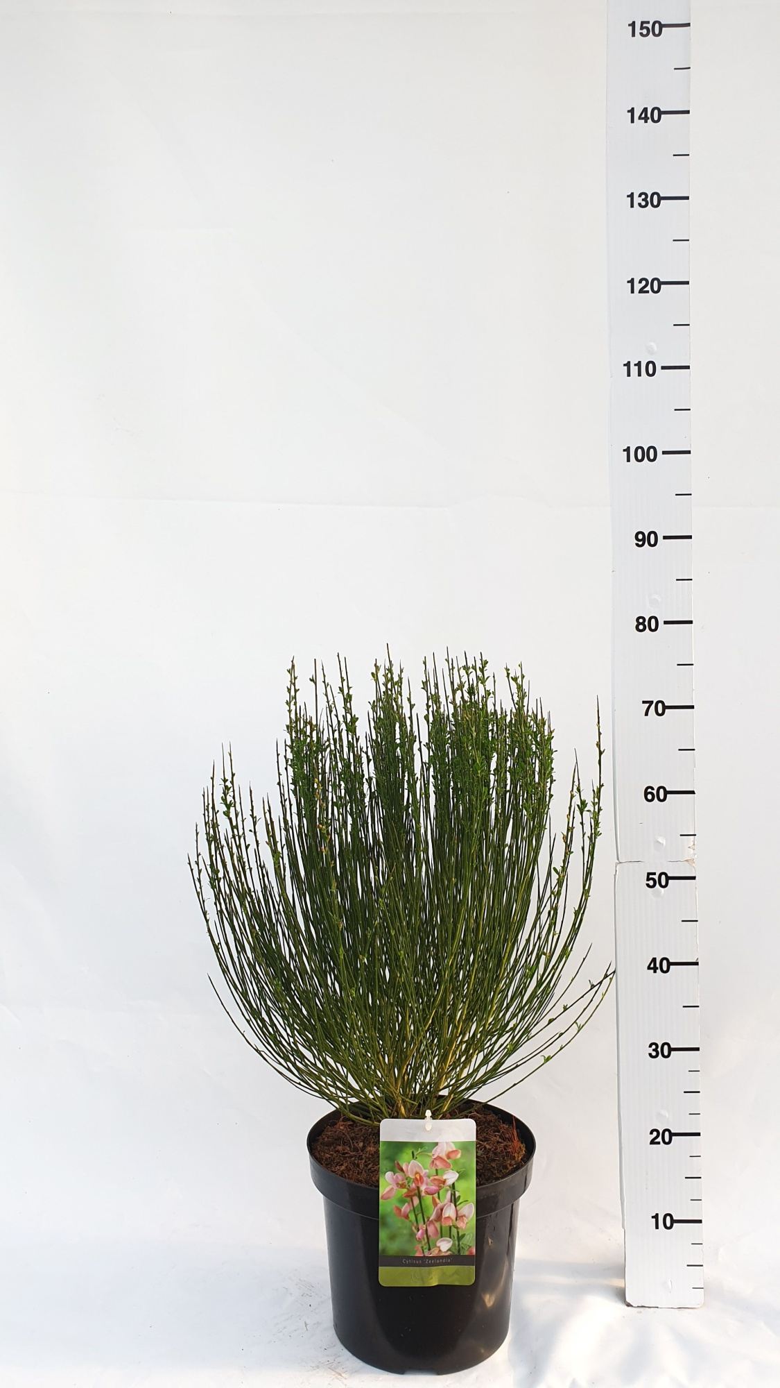 Cytisus Praecox Grp 'Zeelandia', D 26