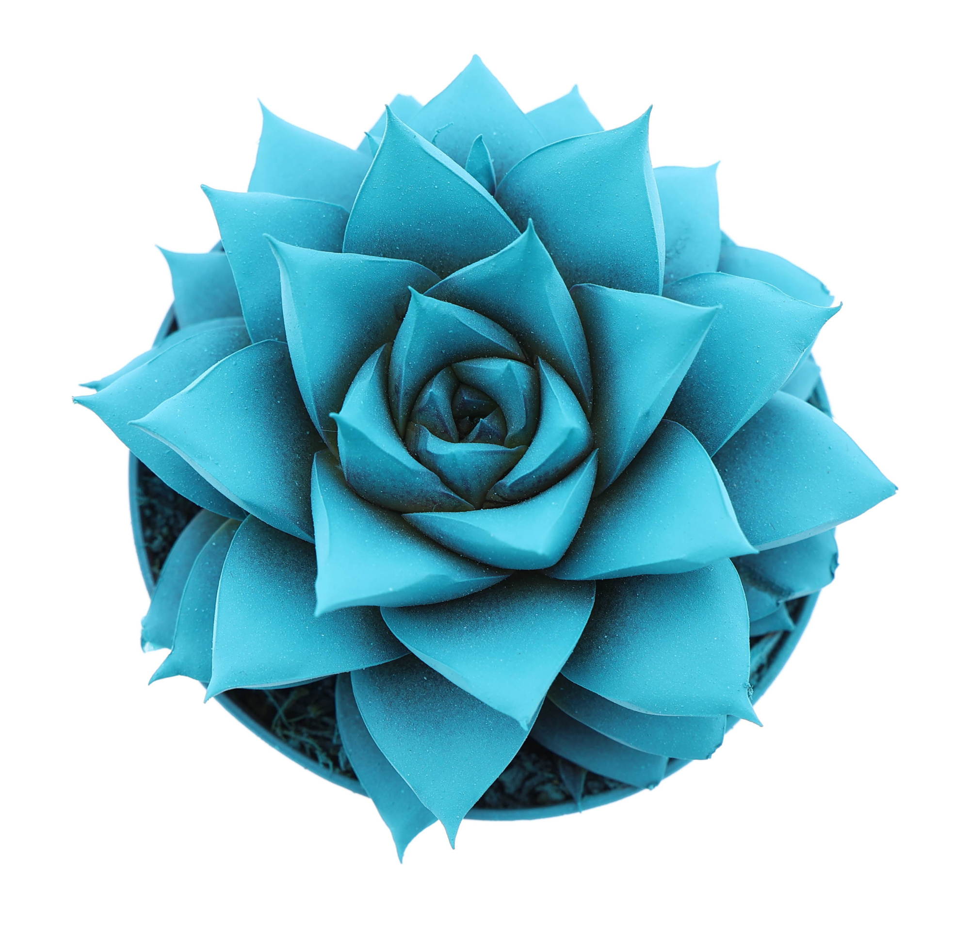 Rainbow purper mint, D 8,5