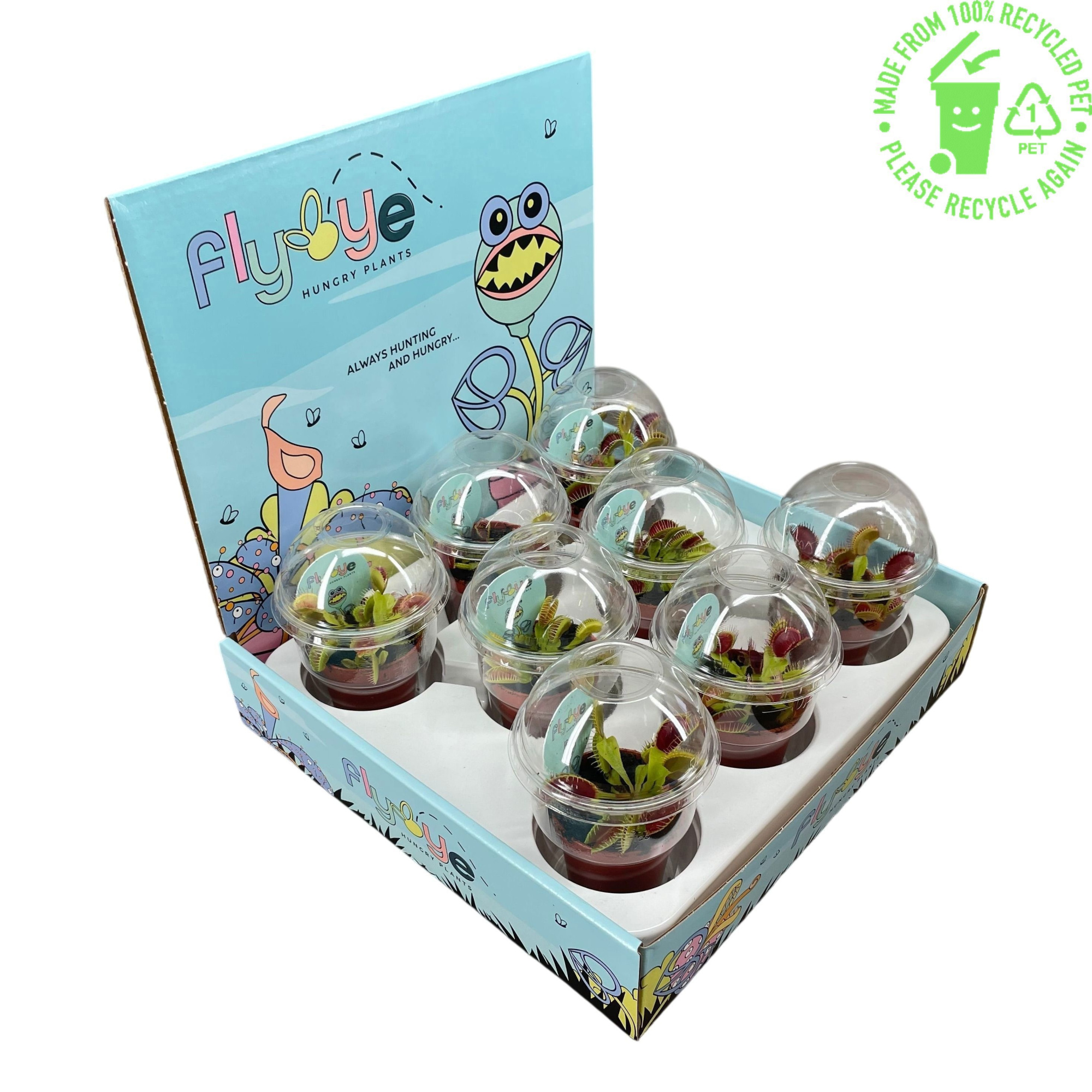 Dionaea muscipula 5,5 cm beker in Flybye display, D 5,5