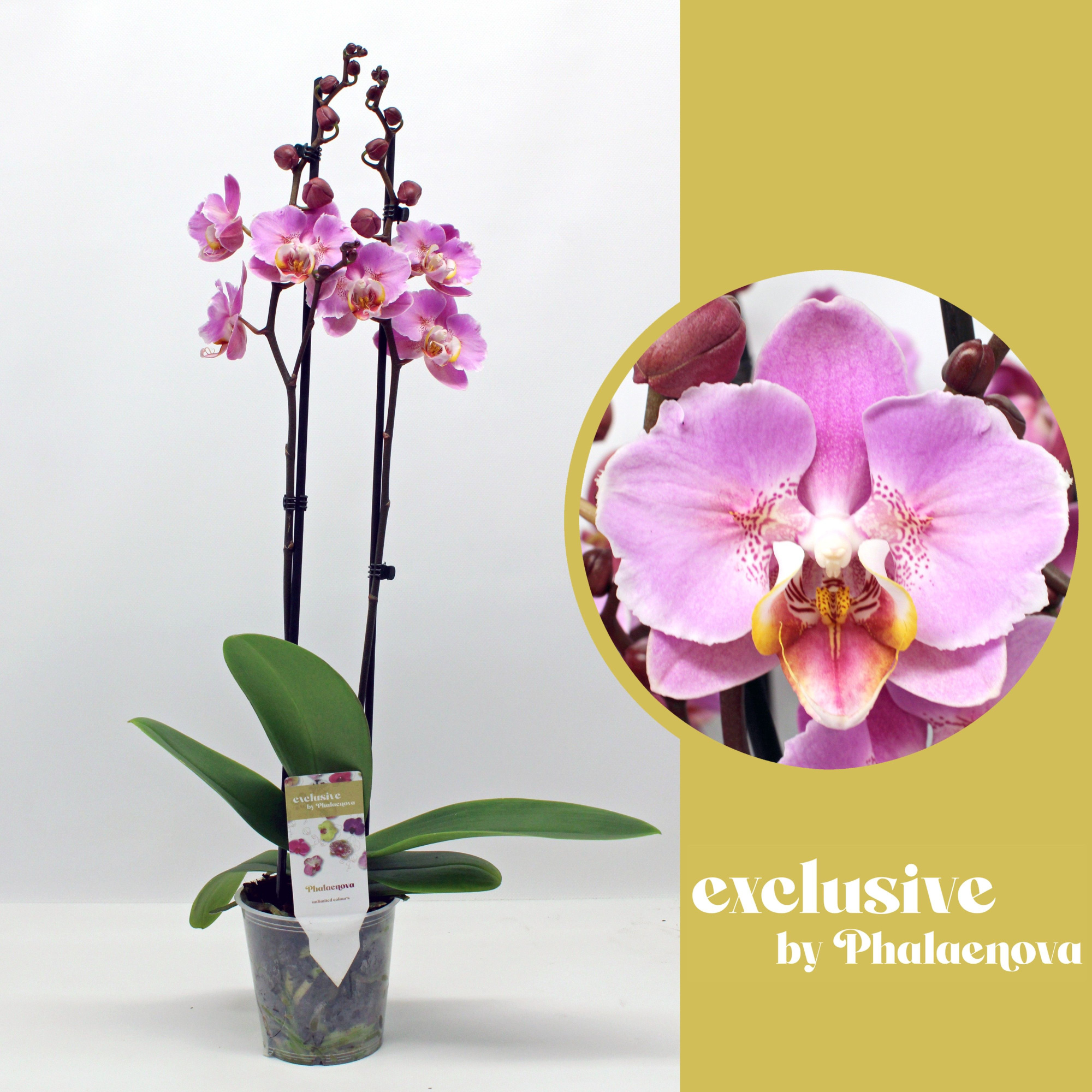 Peach Blossom 2-tak 65cm (GROEN), D 12