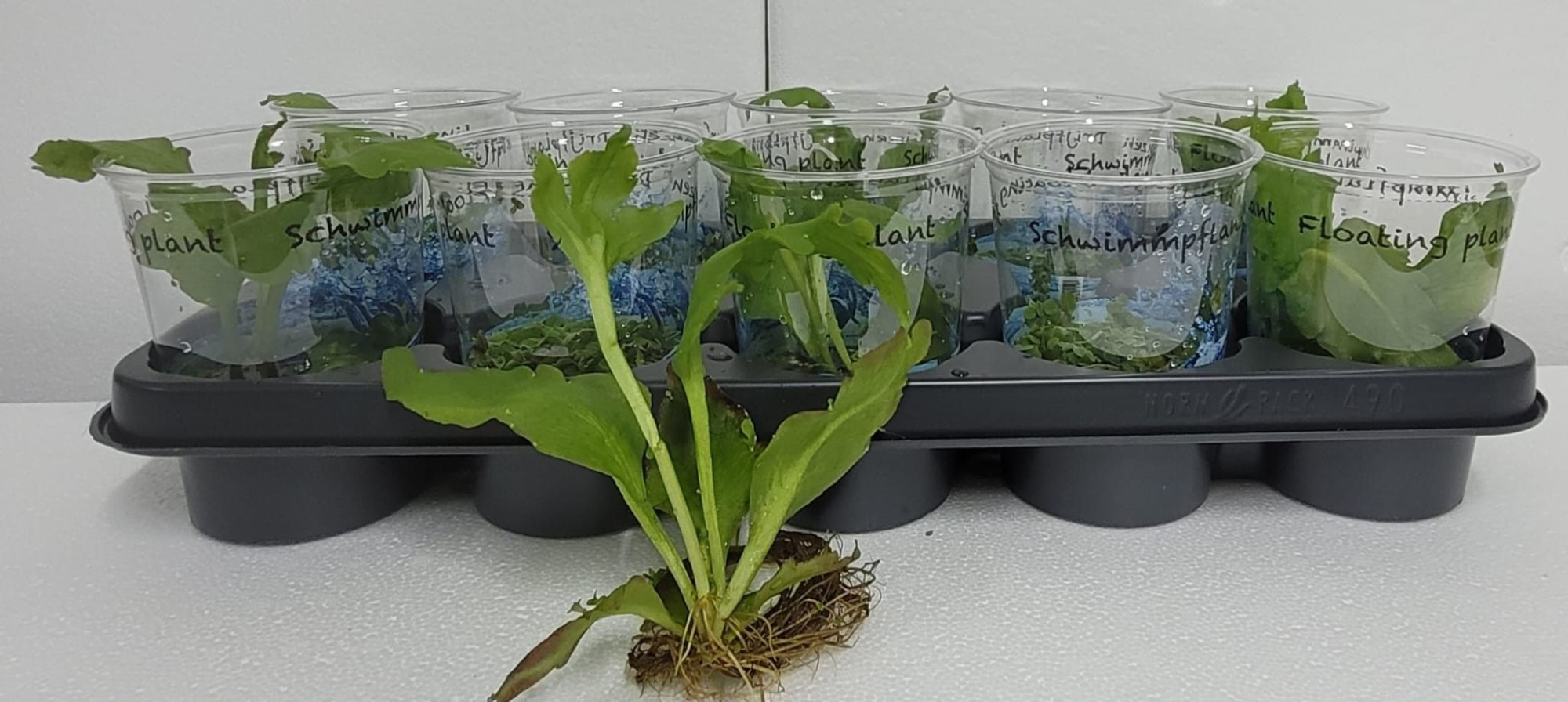 Drijfplanten MIX in beker - schwimmpflanzen mix, D 12