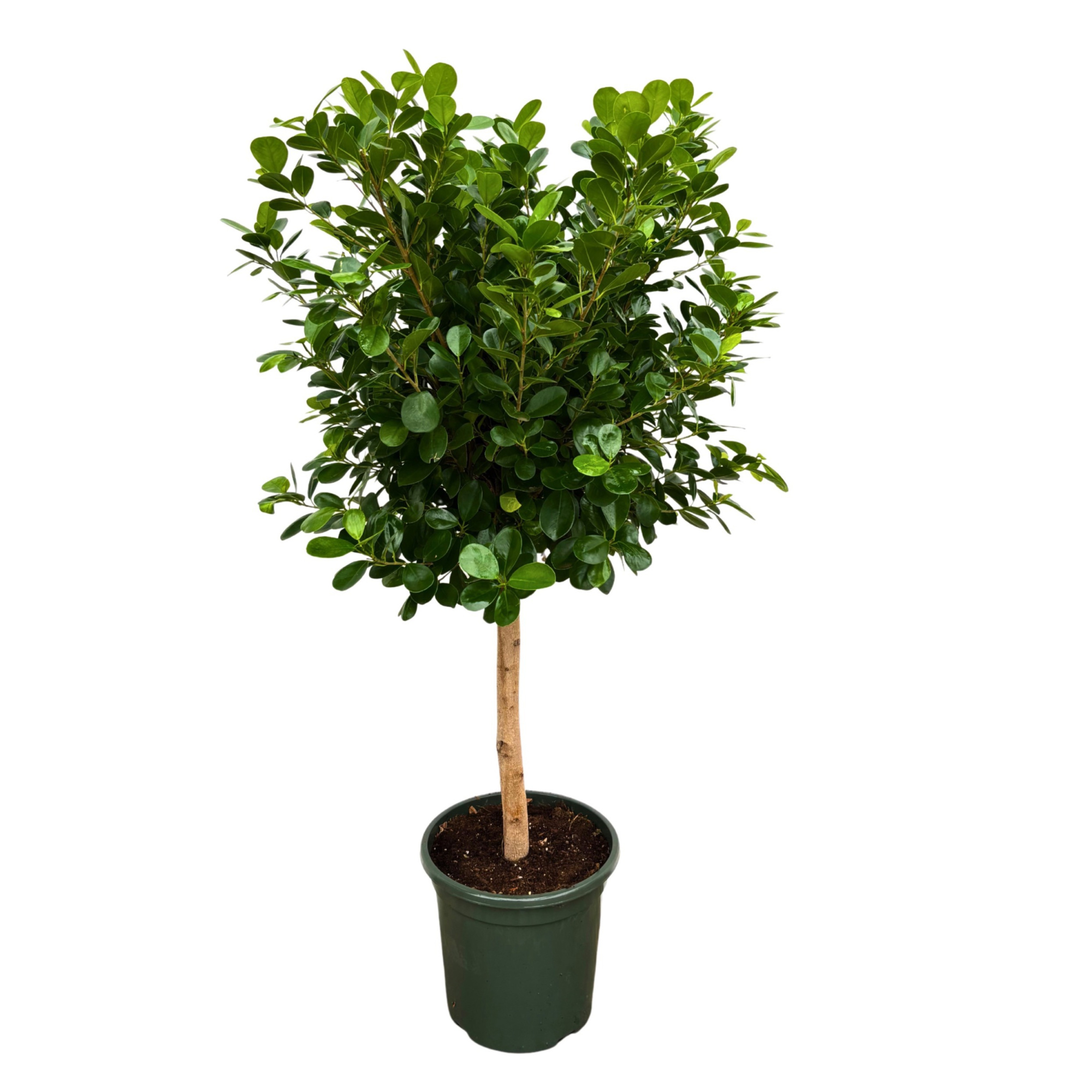 Ficus Microcarpa 'Moclame', D 30