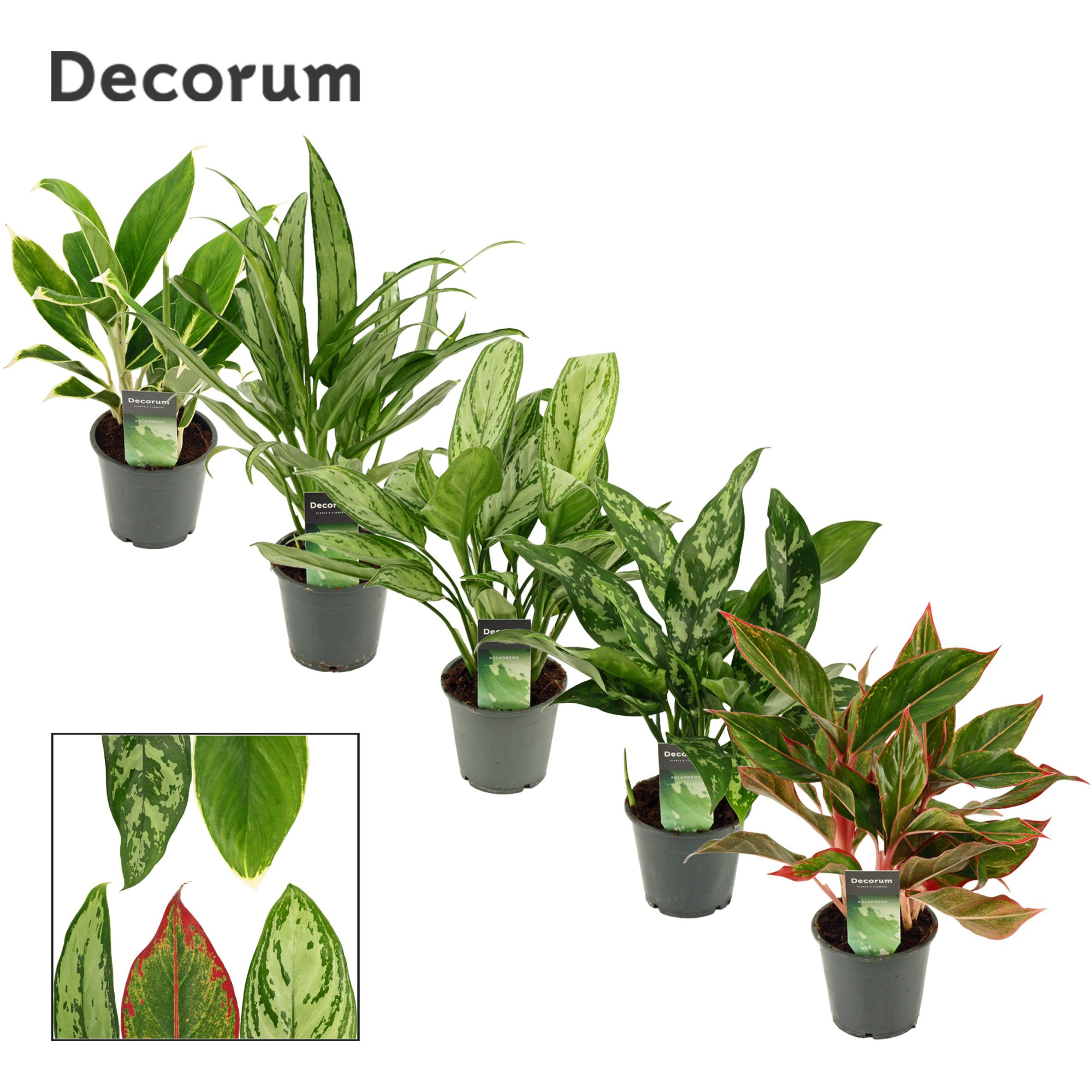 Aglaonema mix 12 cm (Decorum), D 12