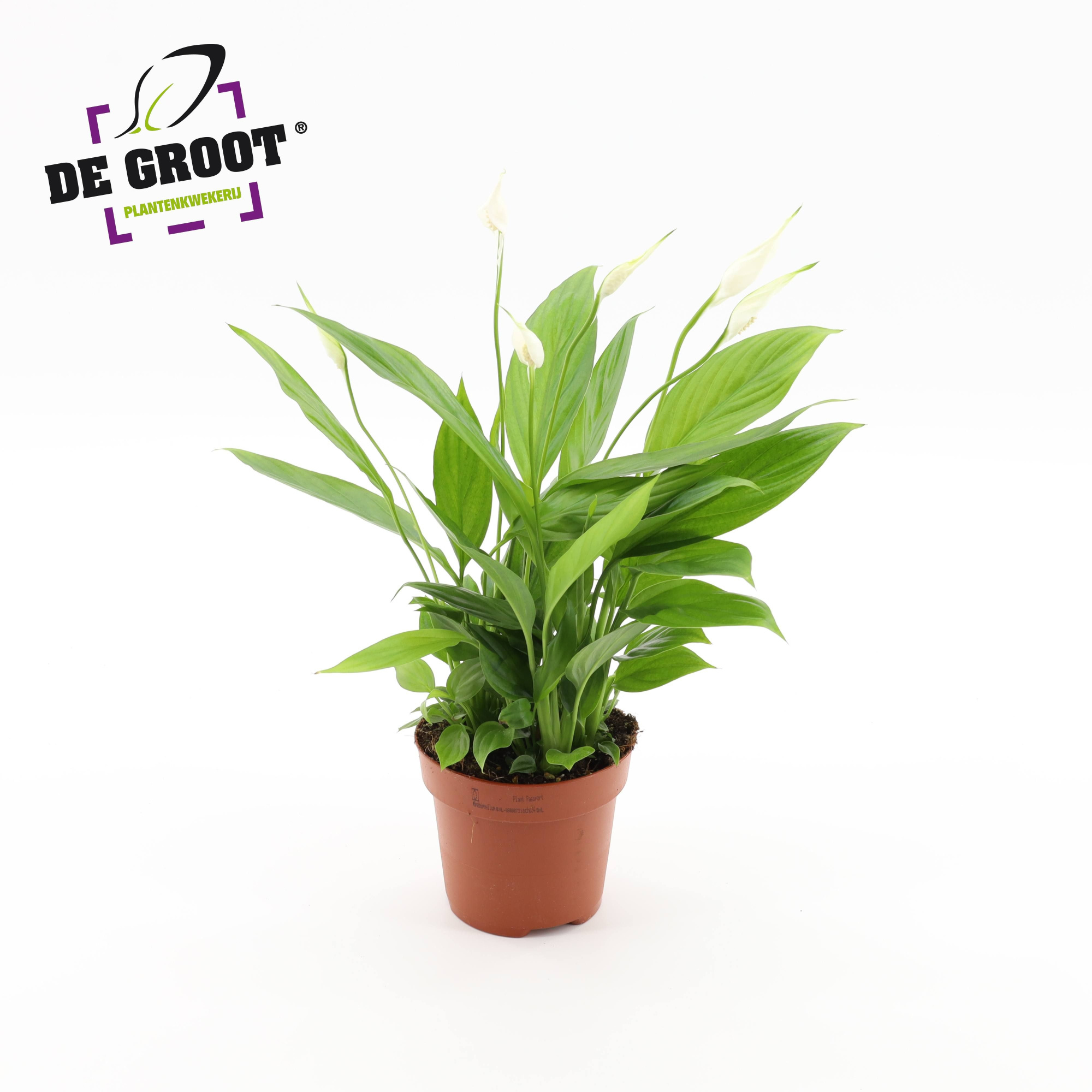 Spathiphyllum "Korto", D 12