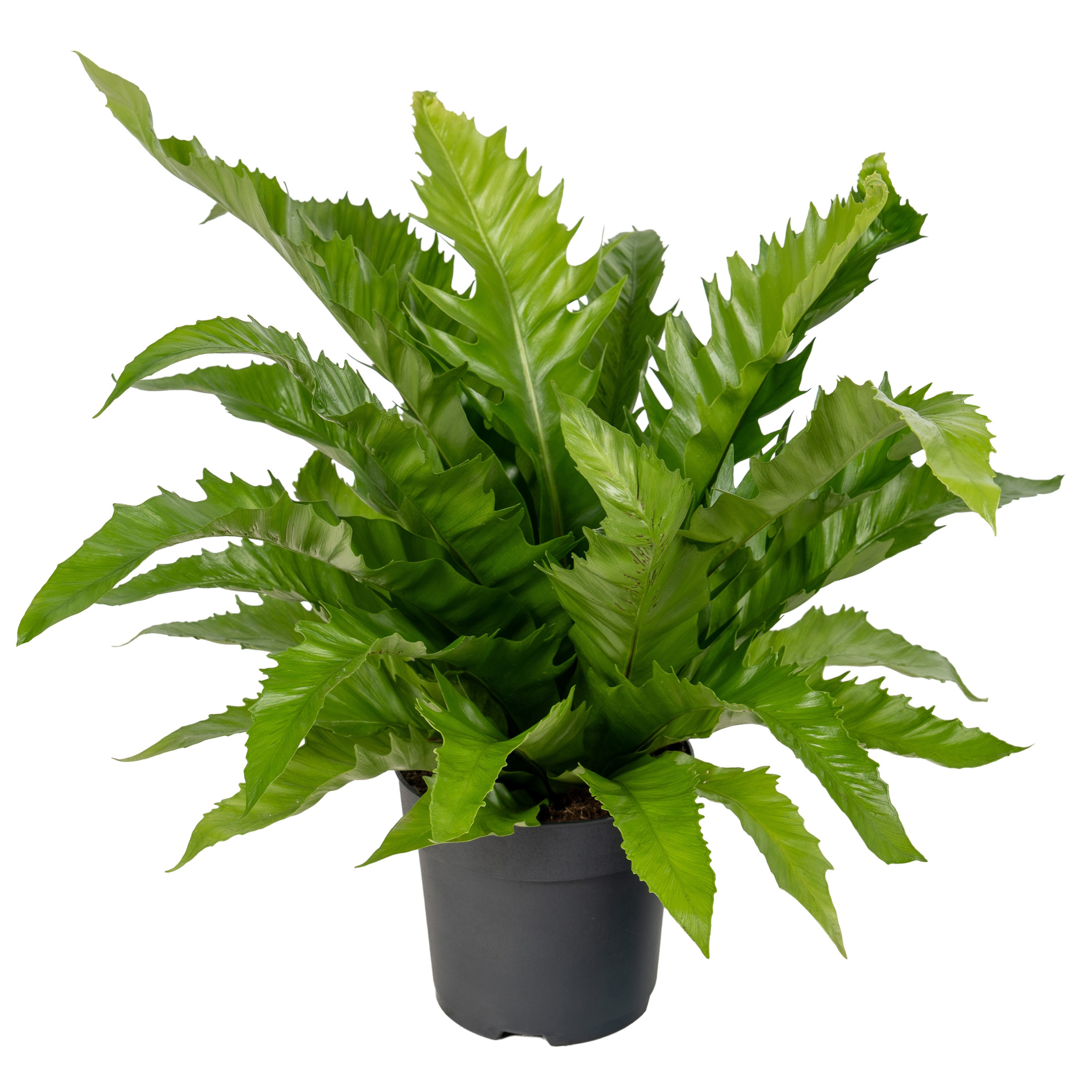 Asplenium Gioia, D 17