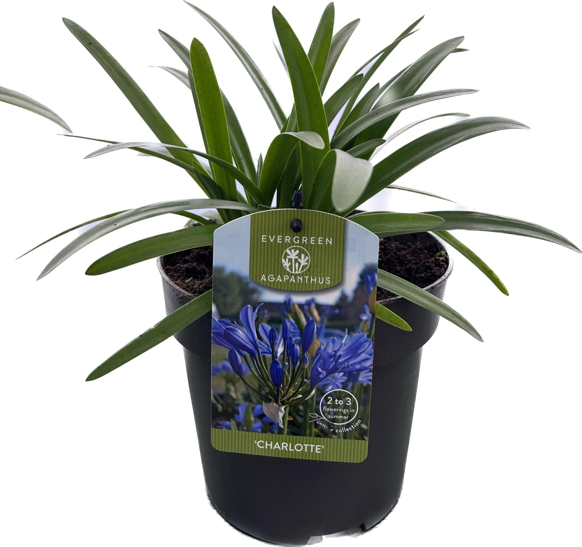 Agapanthus 'Charlotte' P17 EVERGREEN, D 17