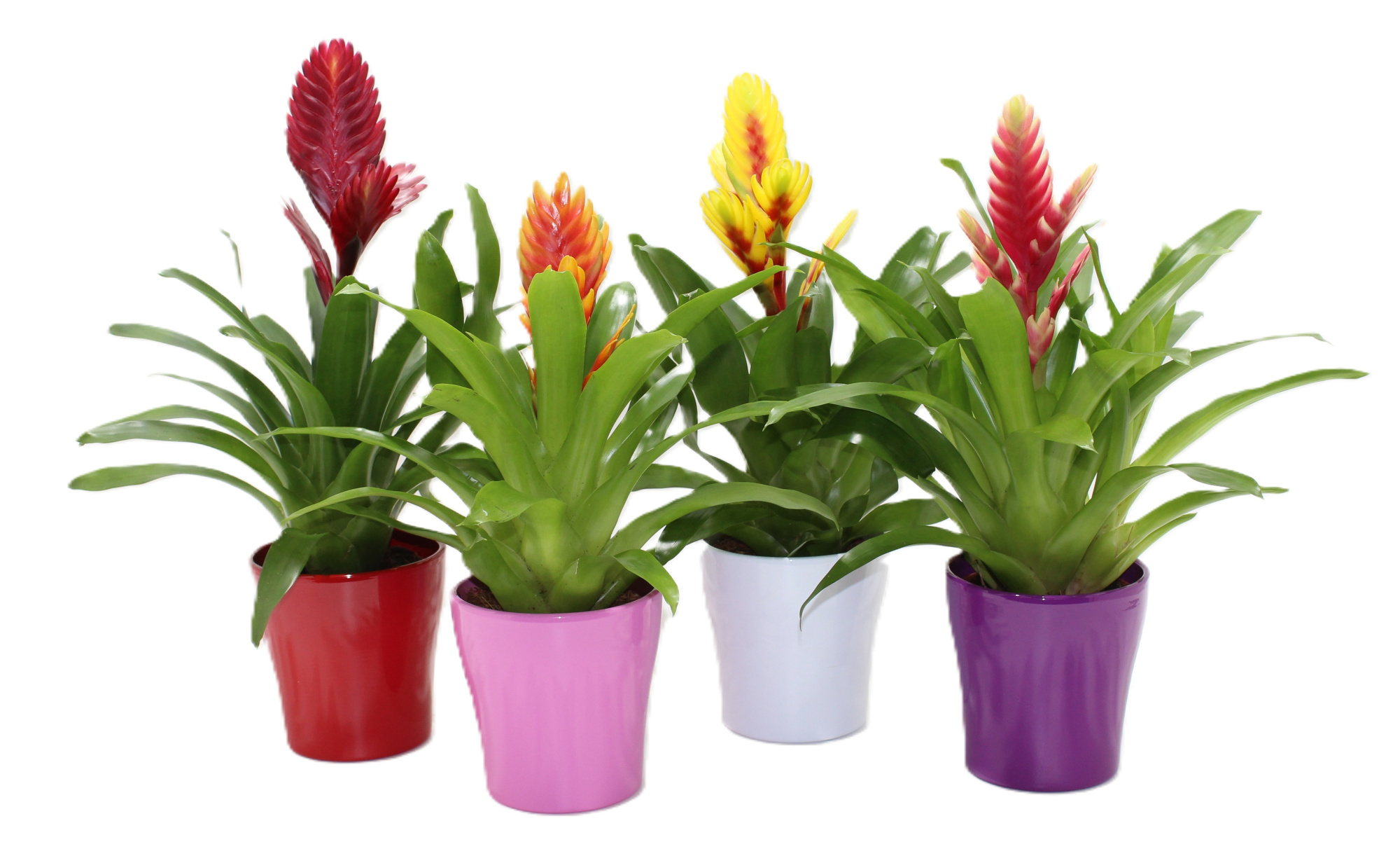 Bromelia Gemengd Coco (Met Hoes), D 12