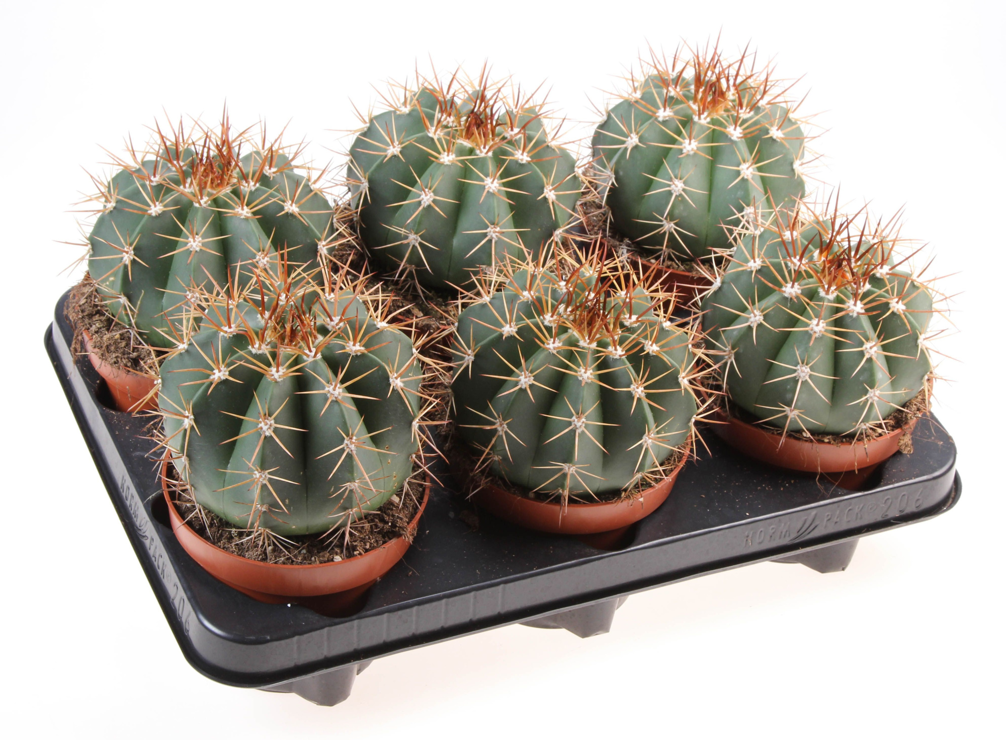 Melocactus brevispinus, D 12