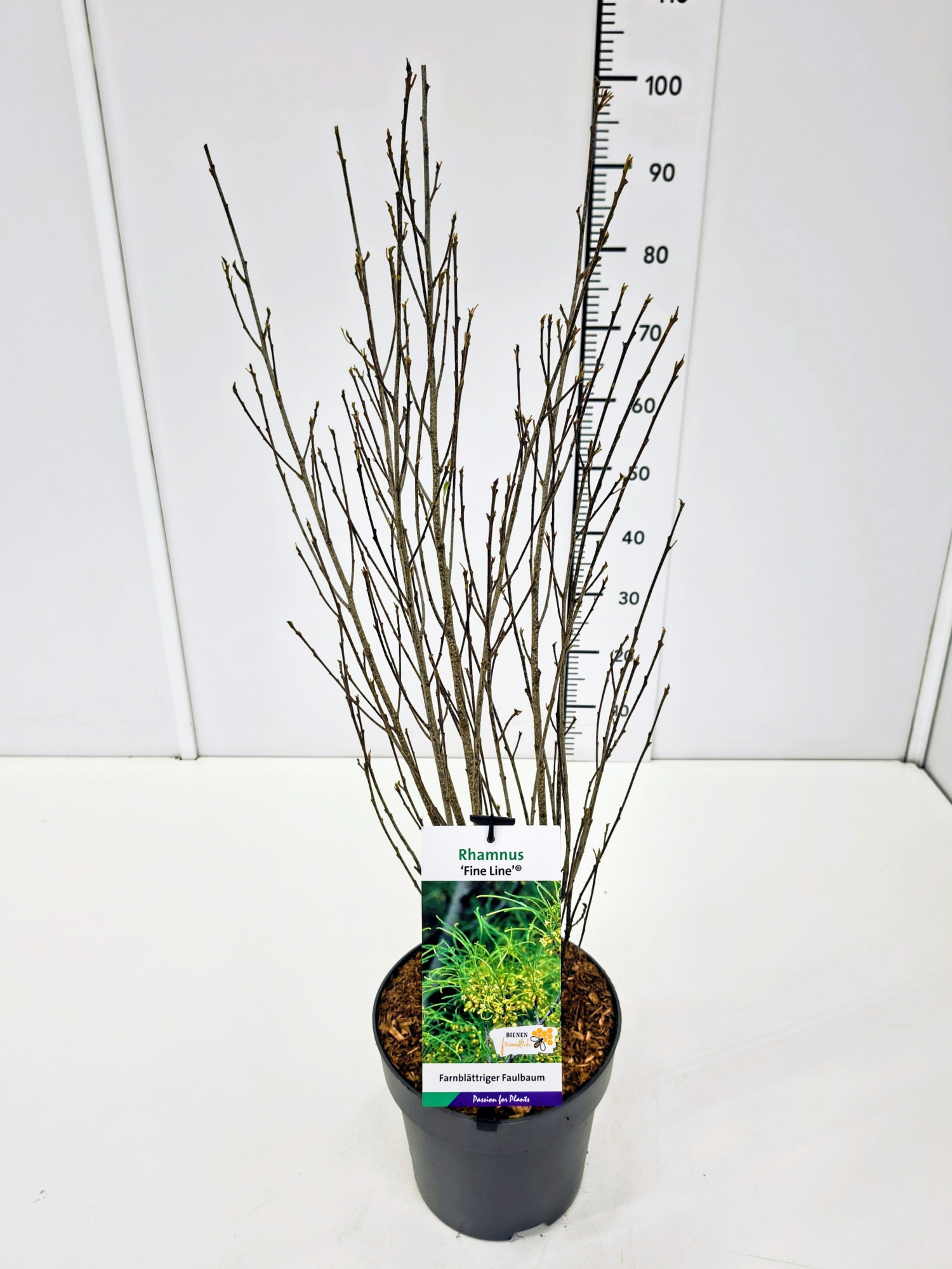 Rhamnus fran. 'Fine Line' 60-80C5, D 23