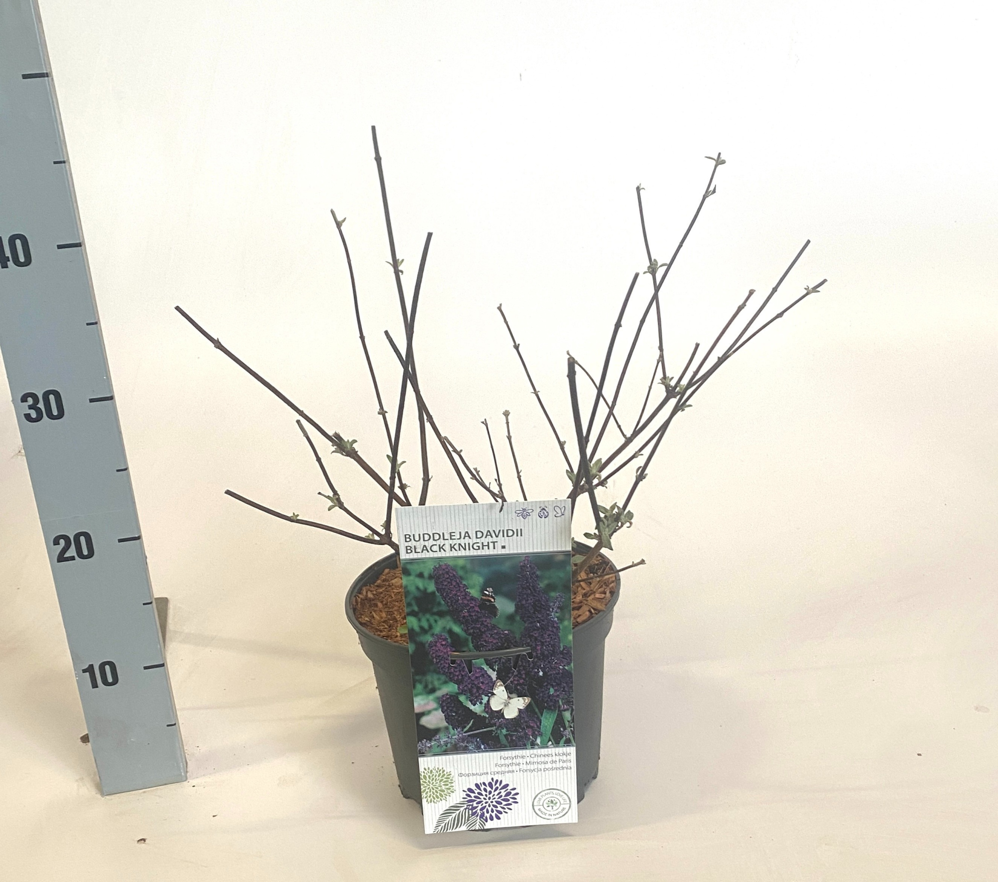 Buddleja davidii 'Black Knight', D 19