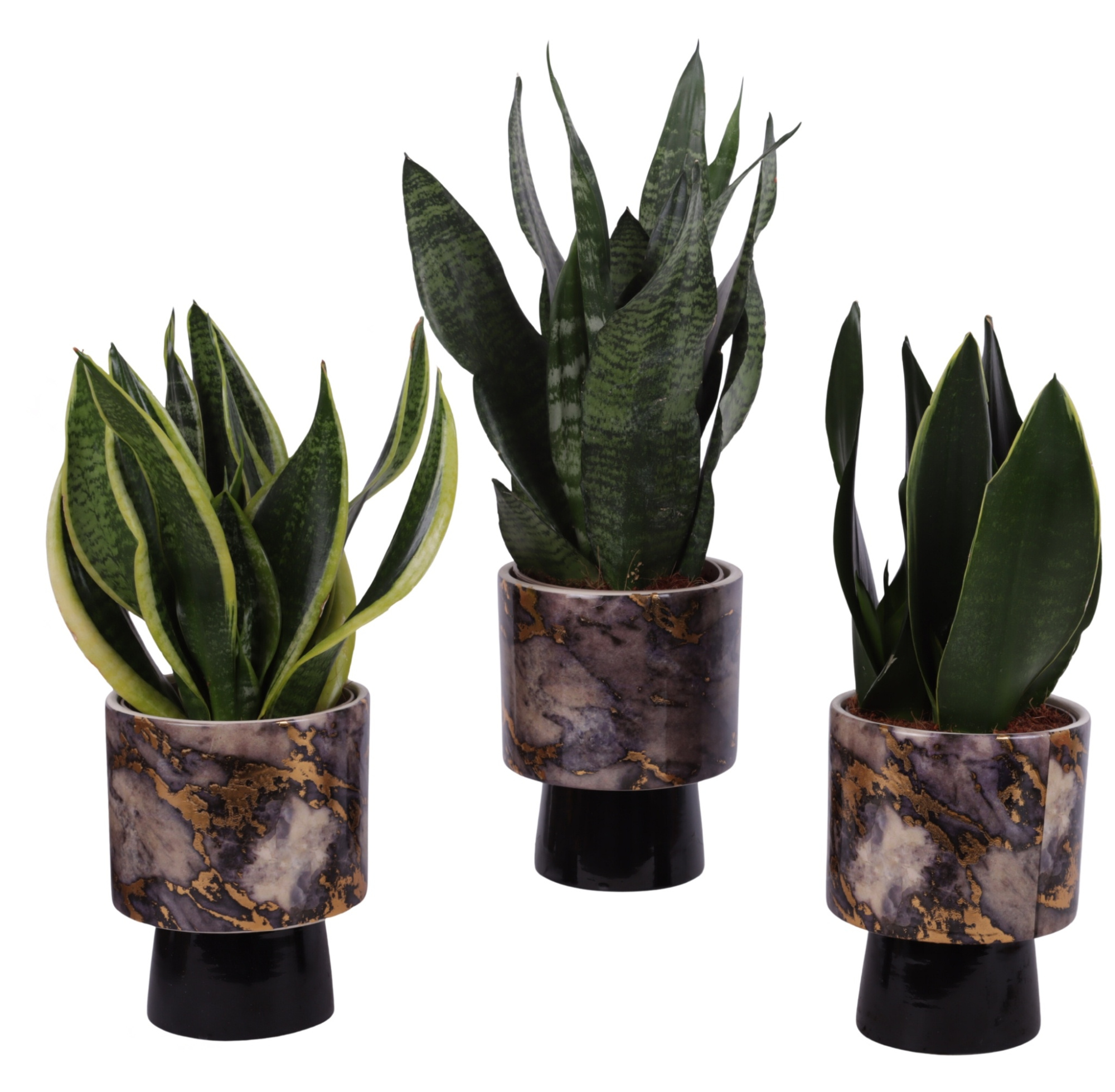 Sansevieria mix Ø12cm in Ø14cm Ceramic PL672, D 14