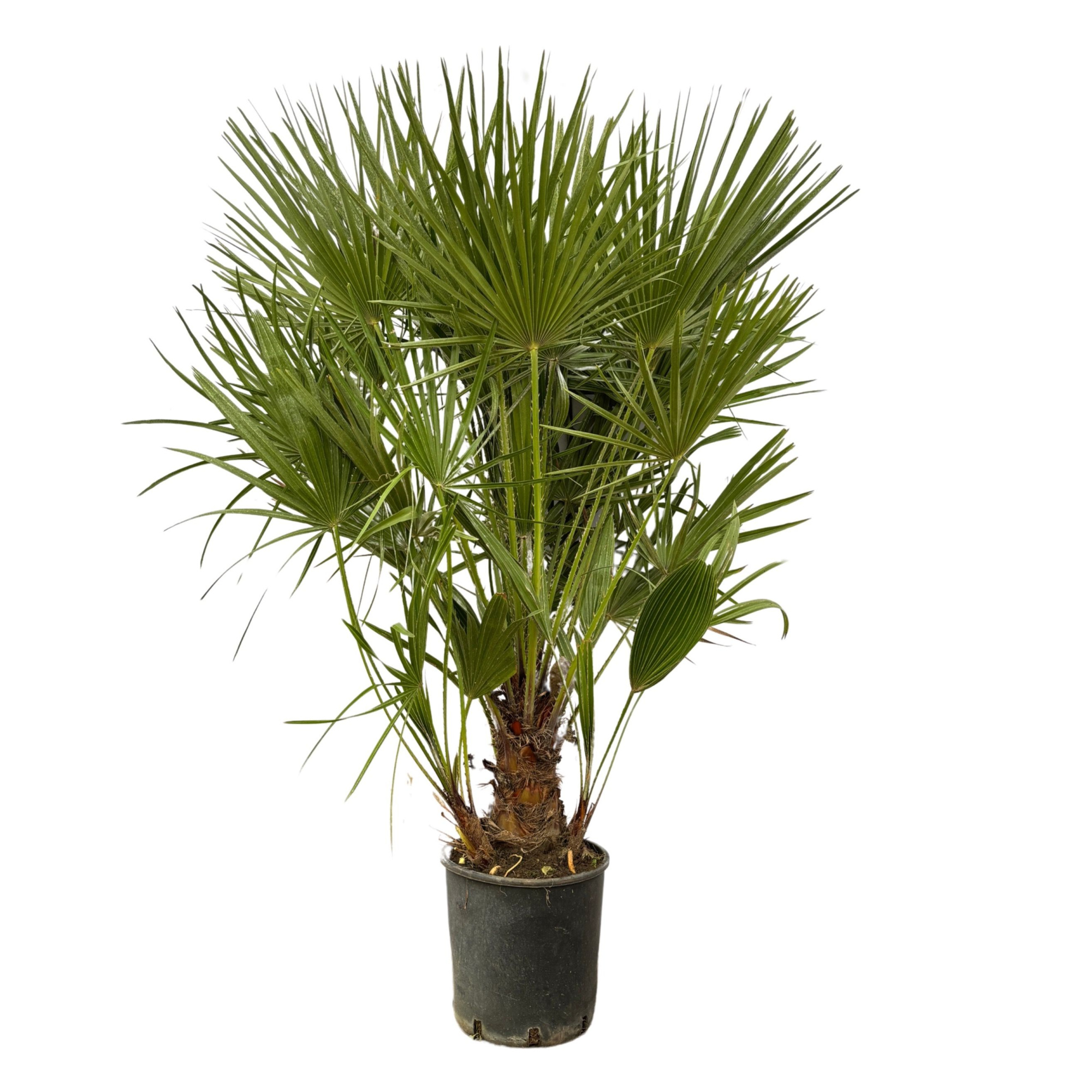 Chamaerops Humilis - 130cm, D 24