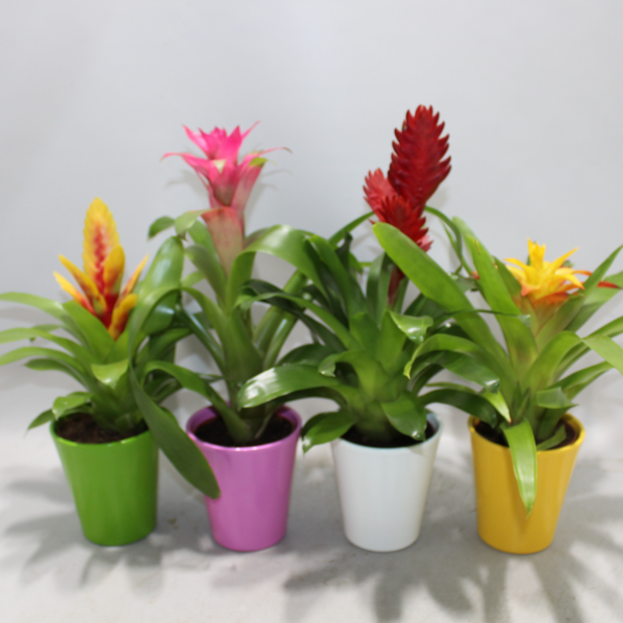 Bromelia Adventure Gemengd 10.5cm Coco (Met Hoes), D 10,5