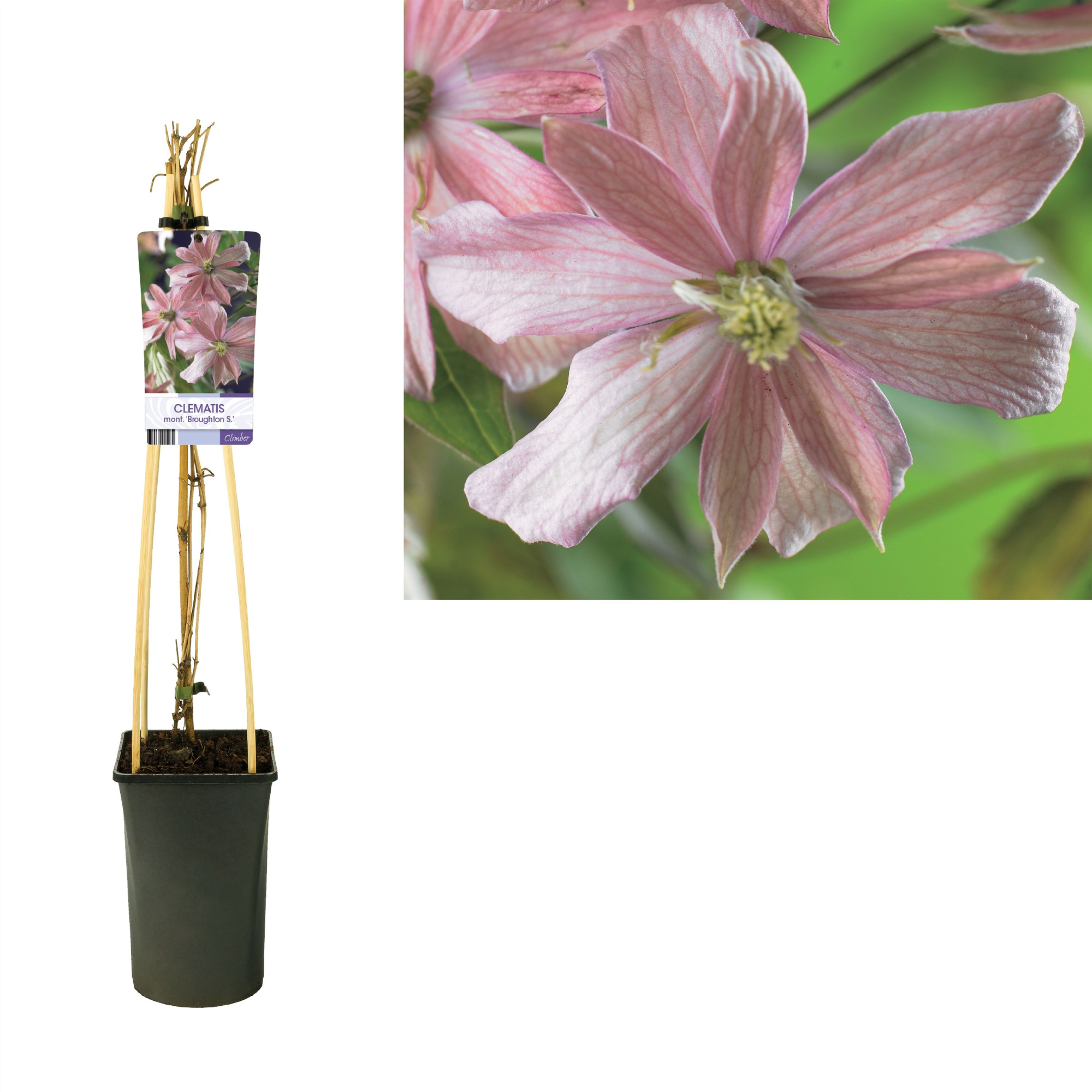 Clematis montana 'Broughton S.' +light label, D 17