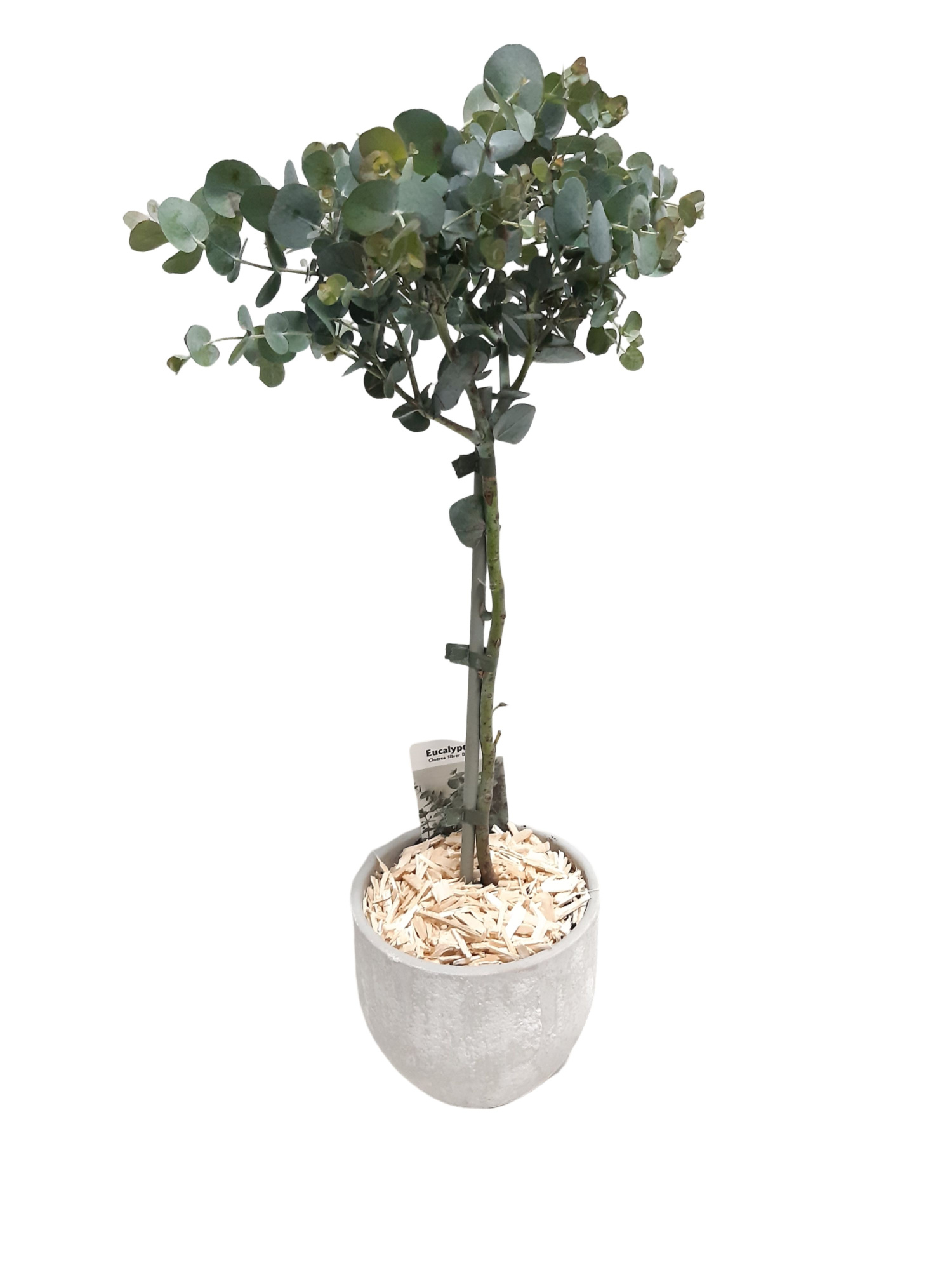 PP16EUC BolPot D16H60 Eucalyptus Stam, D 16