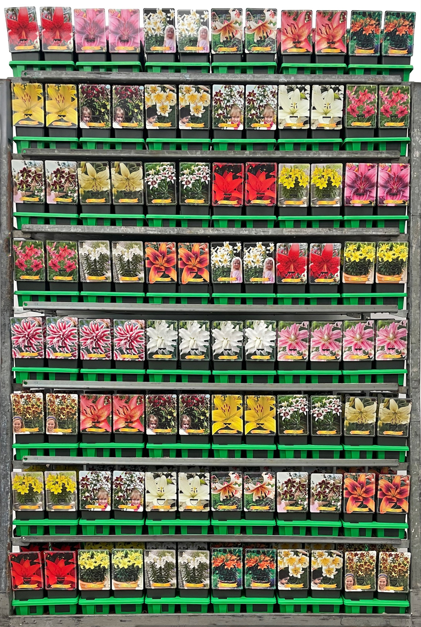 Lilium Mix CC P11, D 11