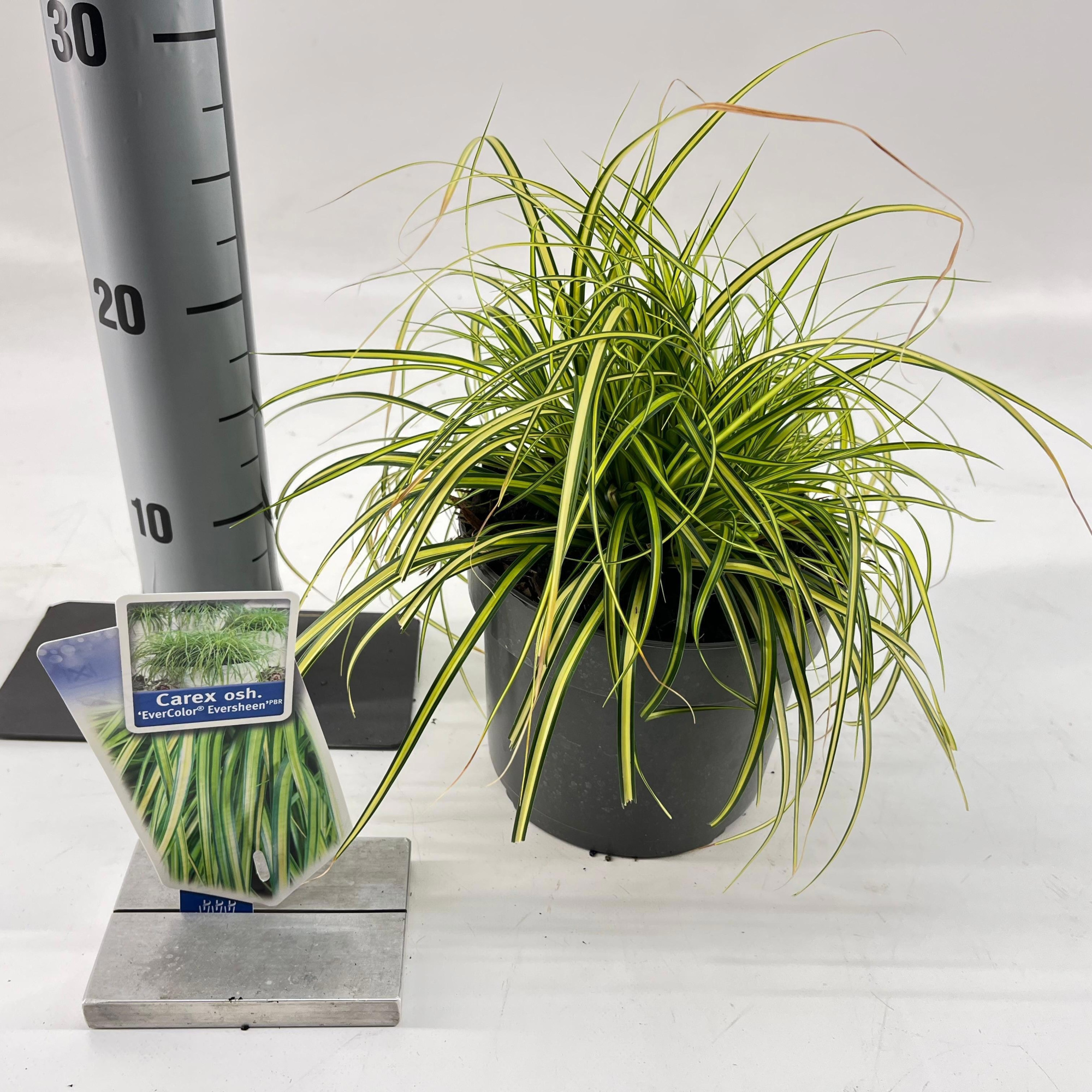 Carex oshimensis EverColor® 'Eversheen' PBR, D 17