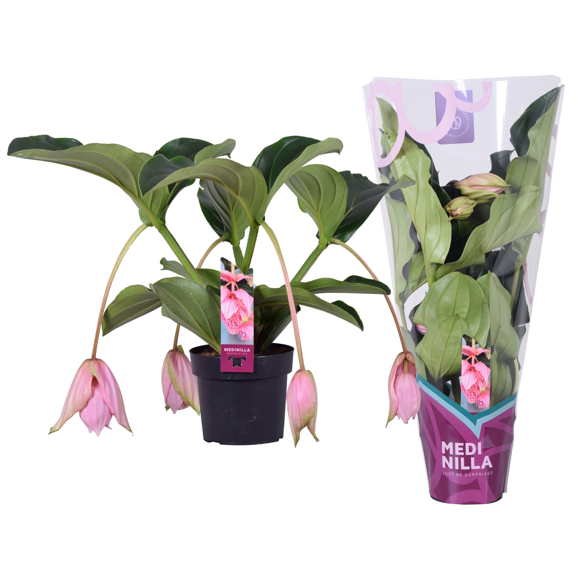 Medinilla Magnifica 2 etage 4 knop in exclusieve hoes, D 17