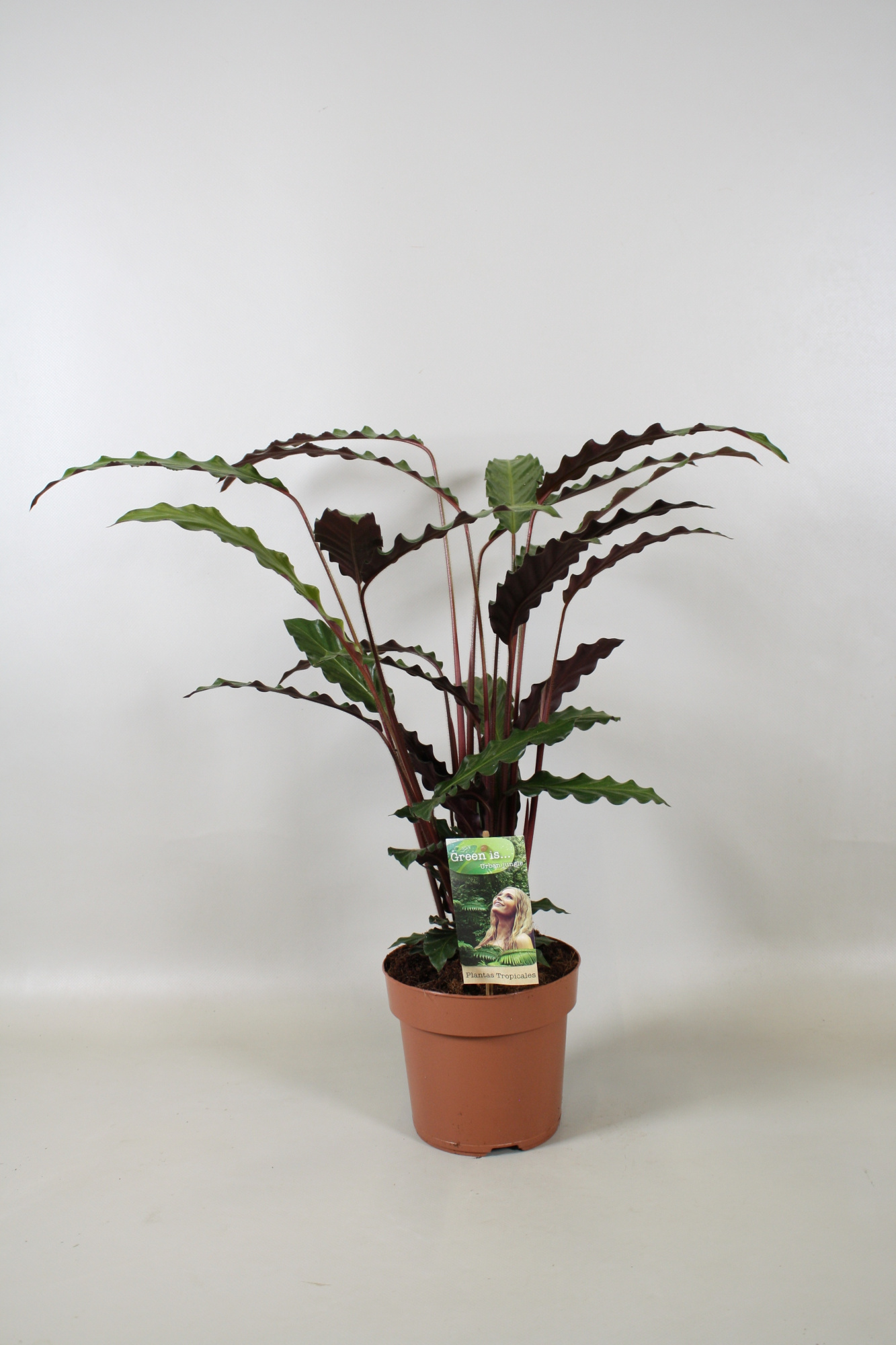 Calathea Rufibarba, D 17