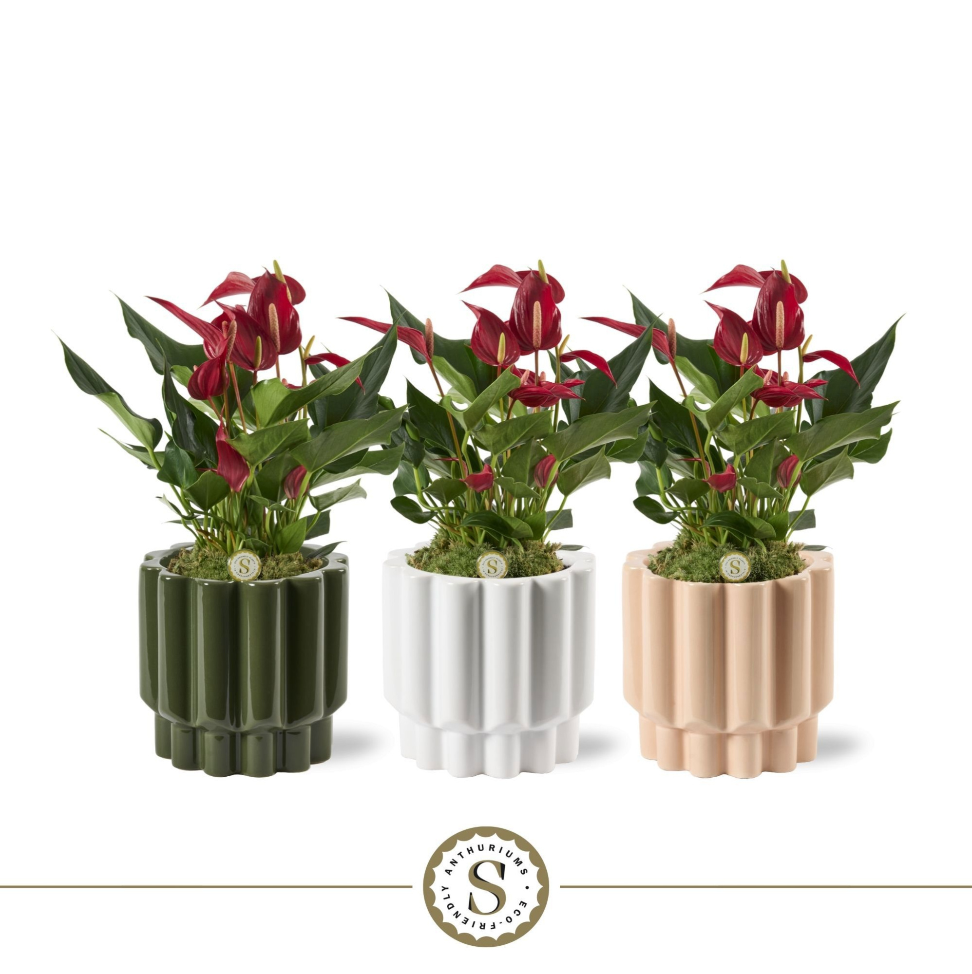 Monza Keramiek Roja, D 12