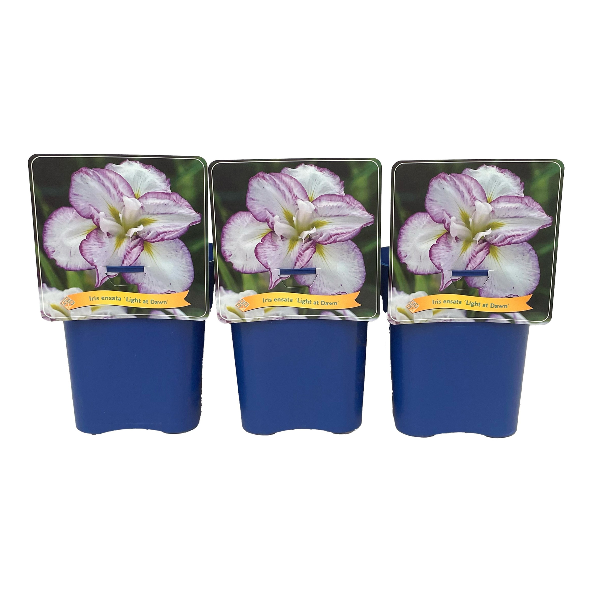 Iris ensata 'Light at Dawn' C5, D 21