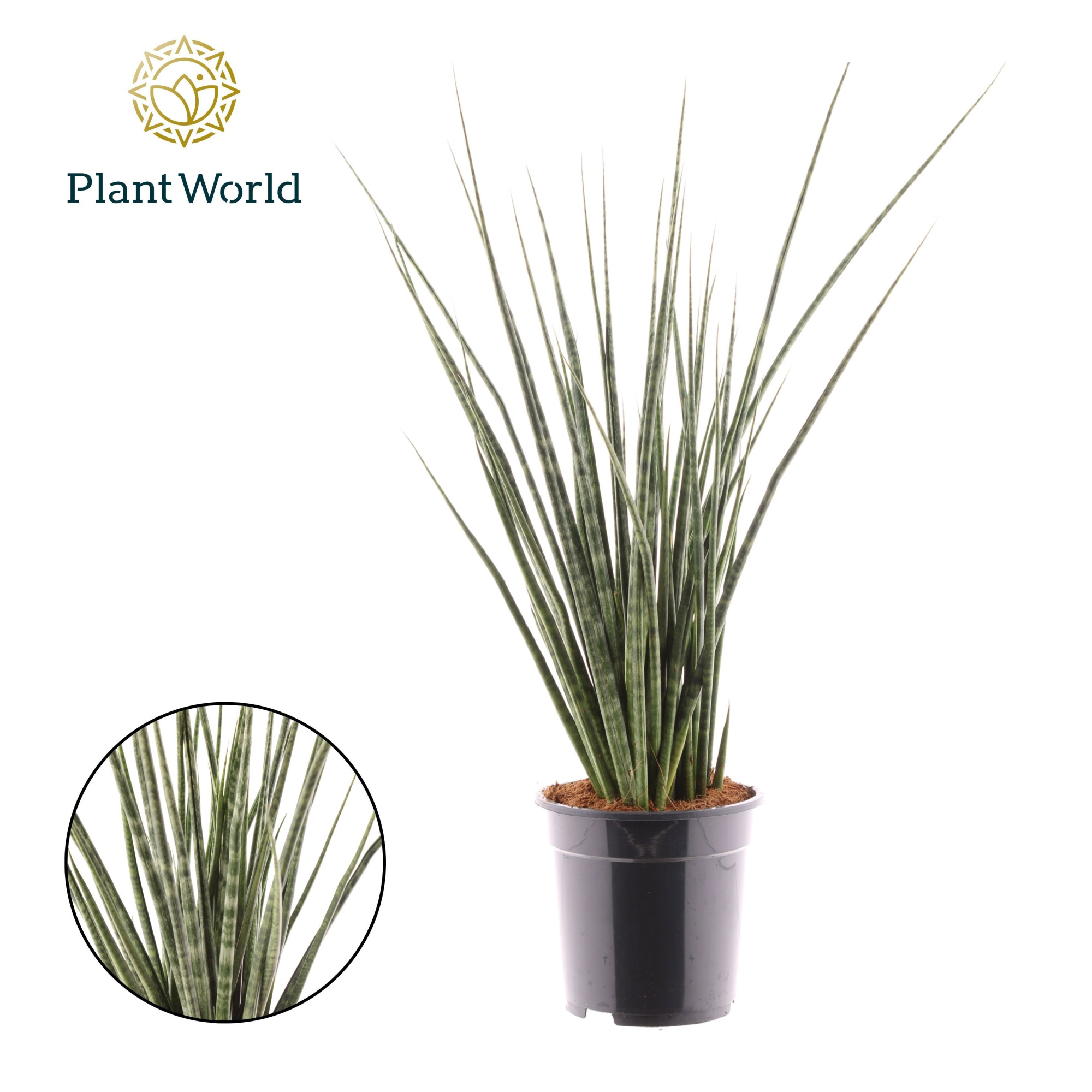 Sansevieria Digitorum, D 19