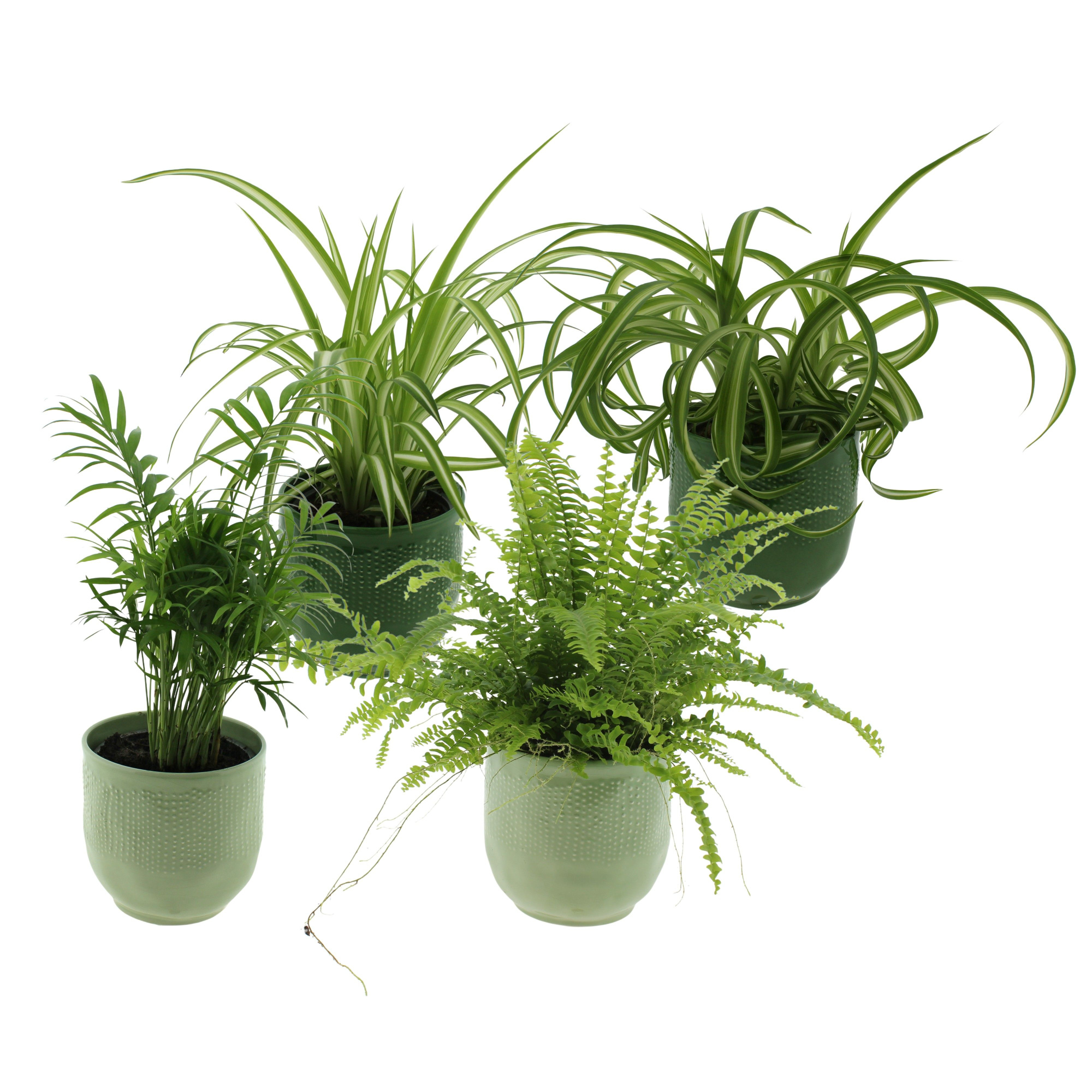 Groene planten mix in keramiek Var, Cham, Chloro var en bonnie, D 12