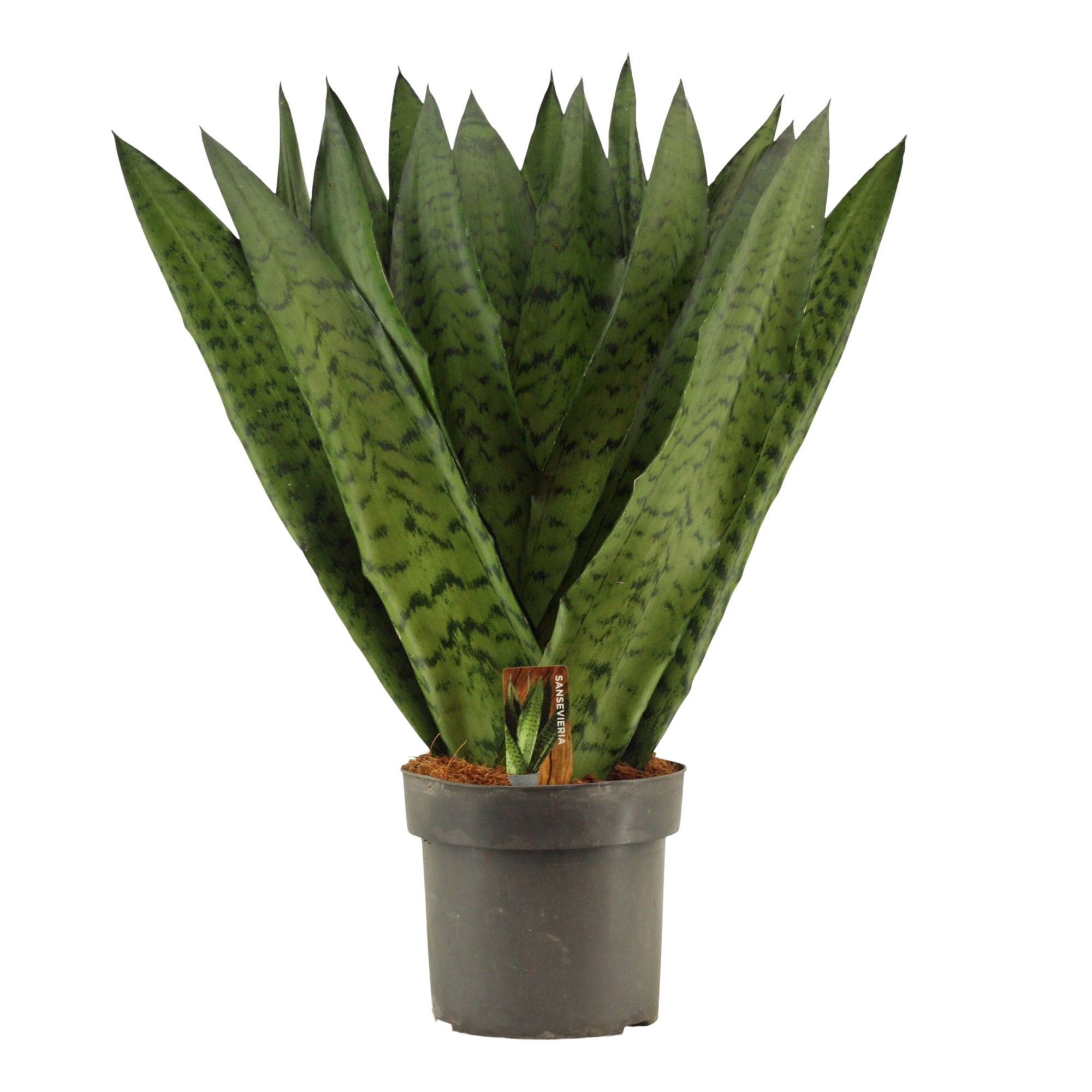 Sansevieria Zeylanica Fan 17 cm, D 17