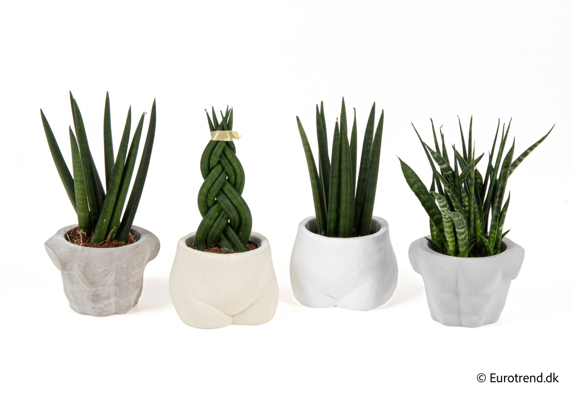 Sanseveria mix in New Look ceramic 2026, D 6