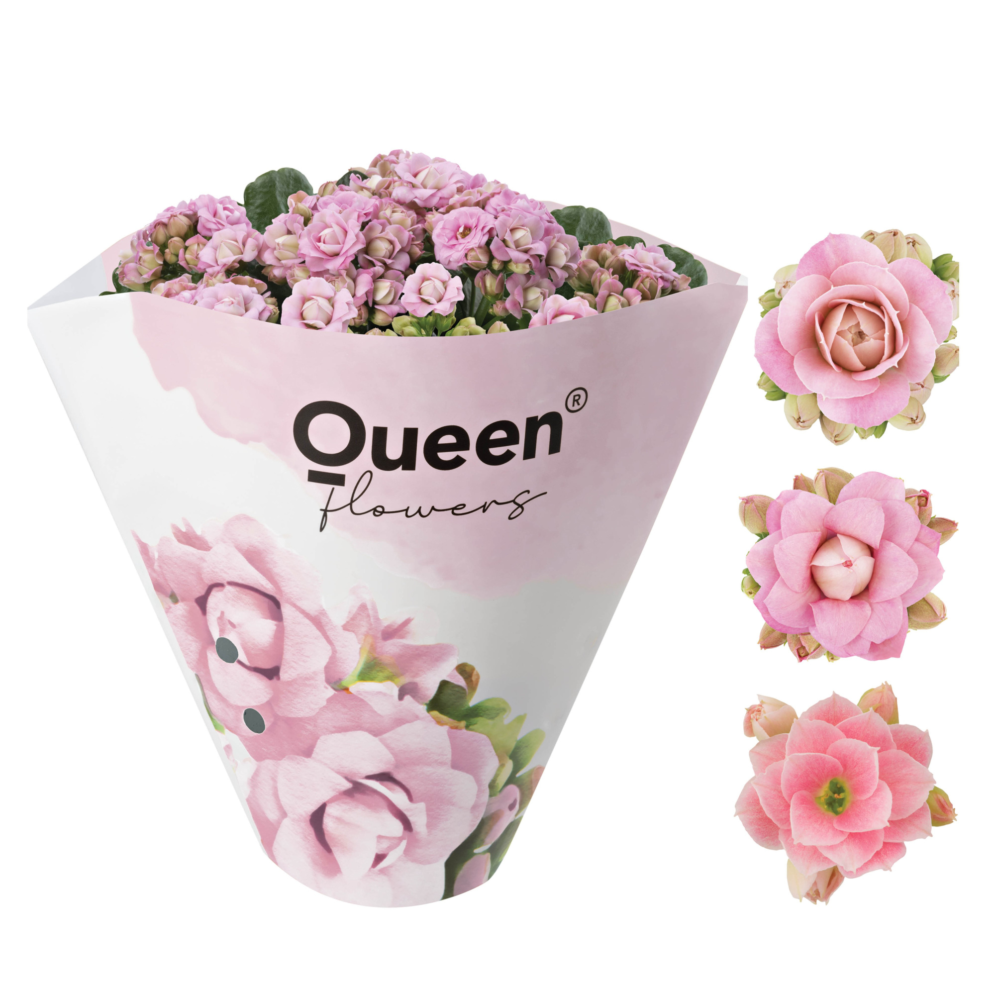 KALANCHOE ARTS-HYBRID 'ROSA ROSE FLOWER', D 11