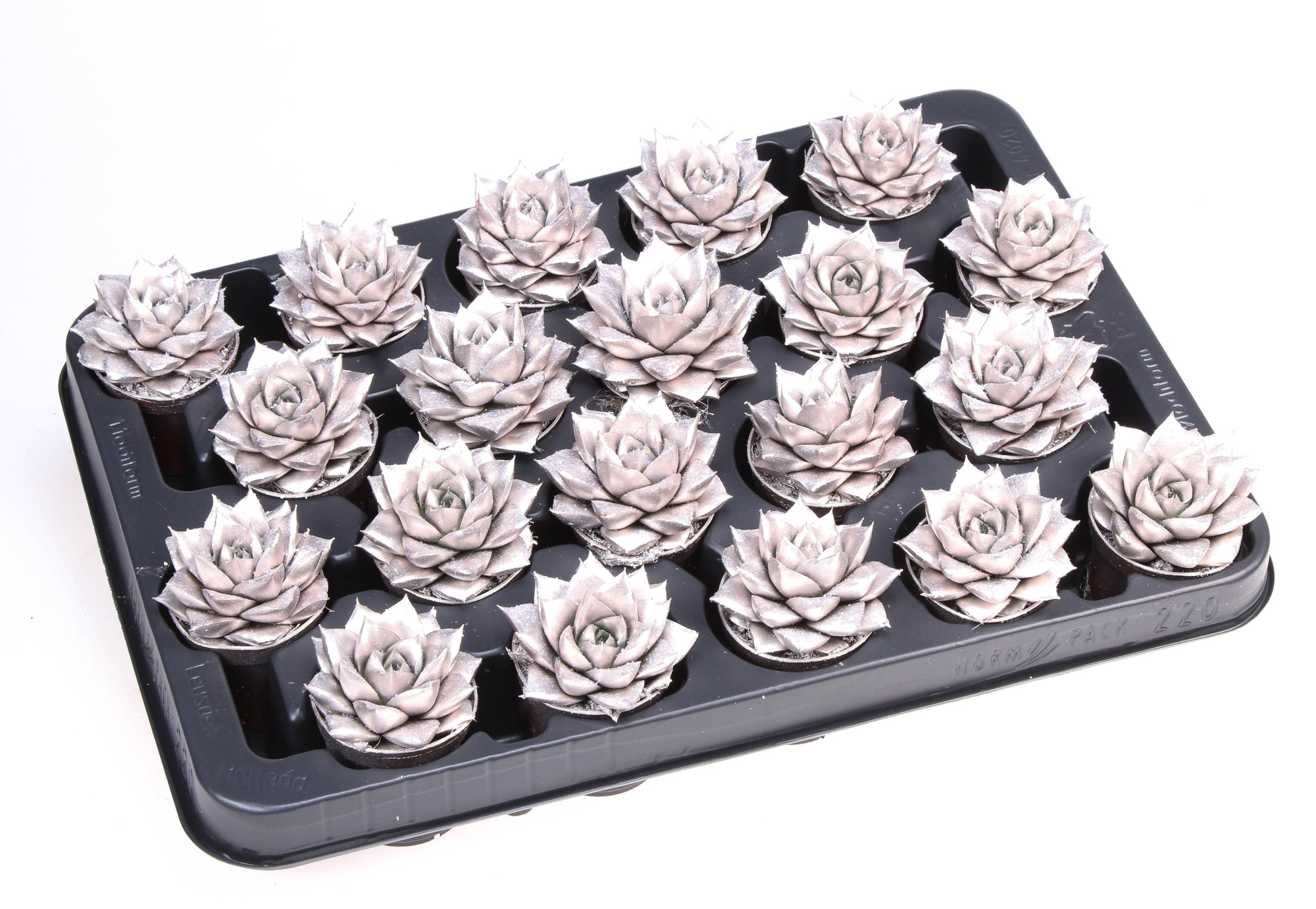 Purper champagne + bio glitter, D 5,5