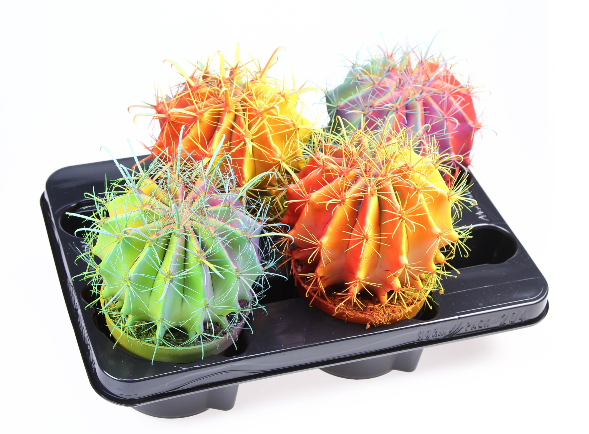 Ferocactus Chameleon, D 12