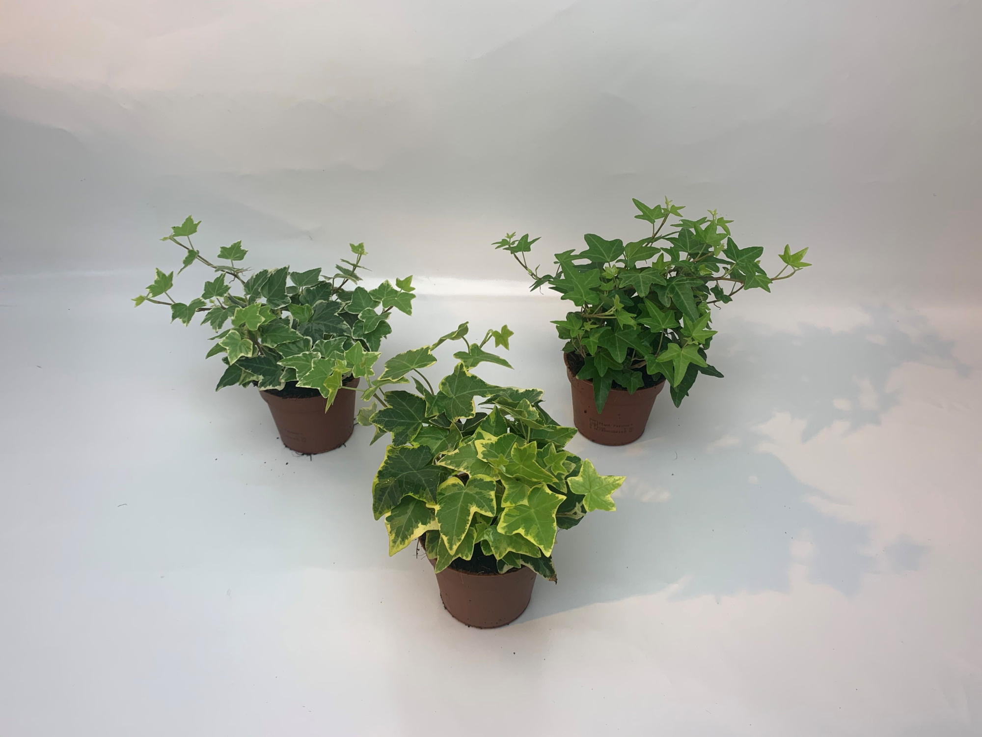 Gemengd 8,5cm, D 8,5