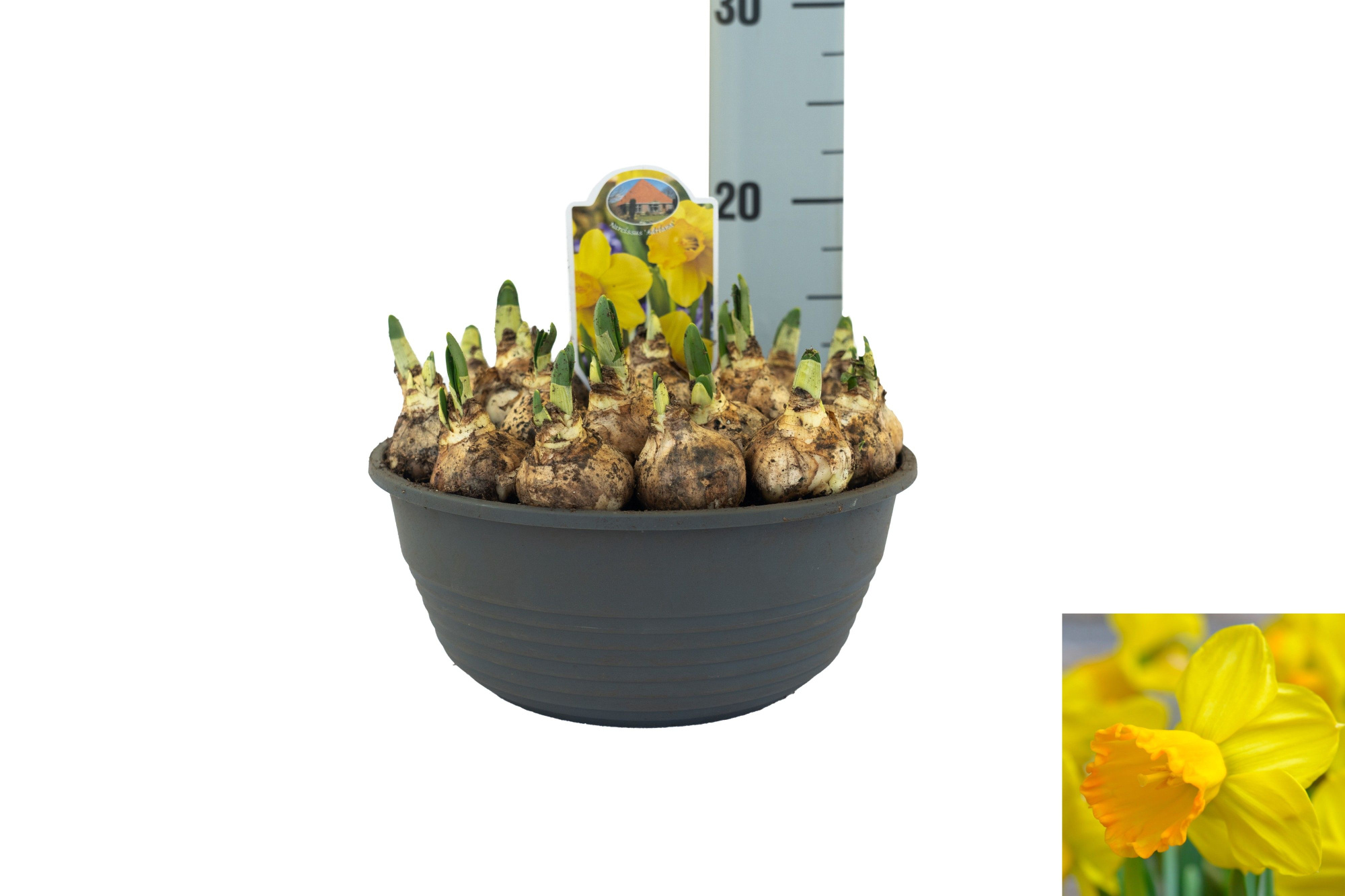 Narcissus Adriana Geertruida, D 23