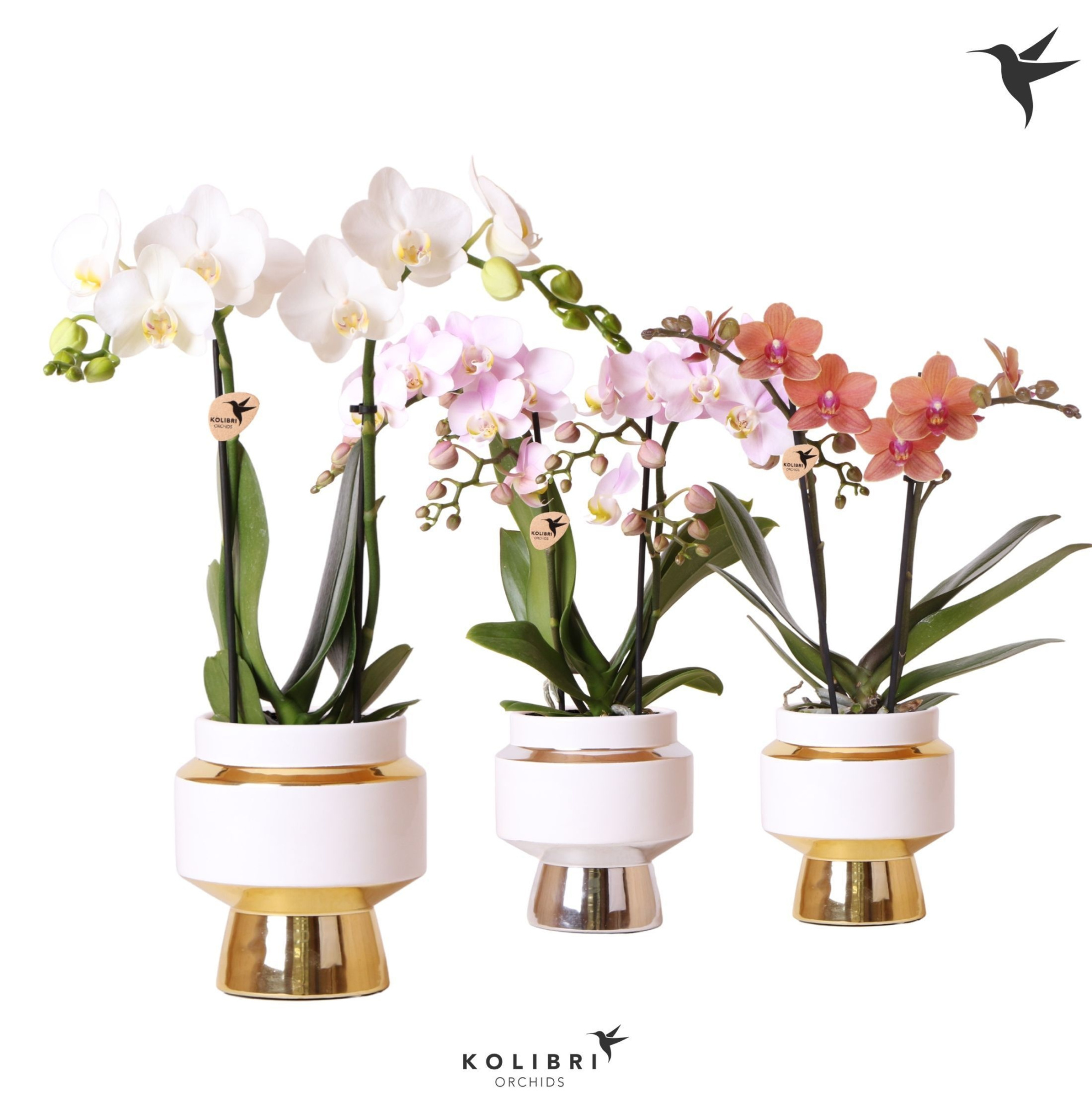 Kolibri Orchids Phalaenopsis mix 2 spike in Le Chic pot mix, D 9