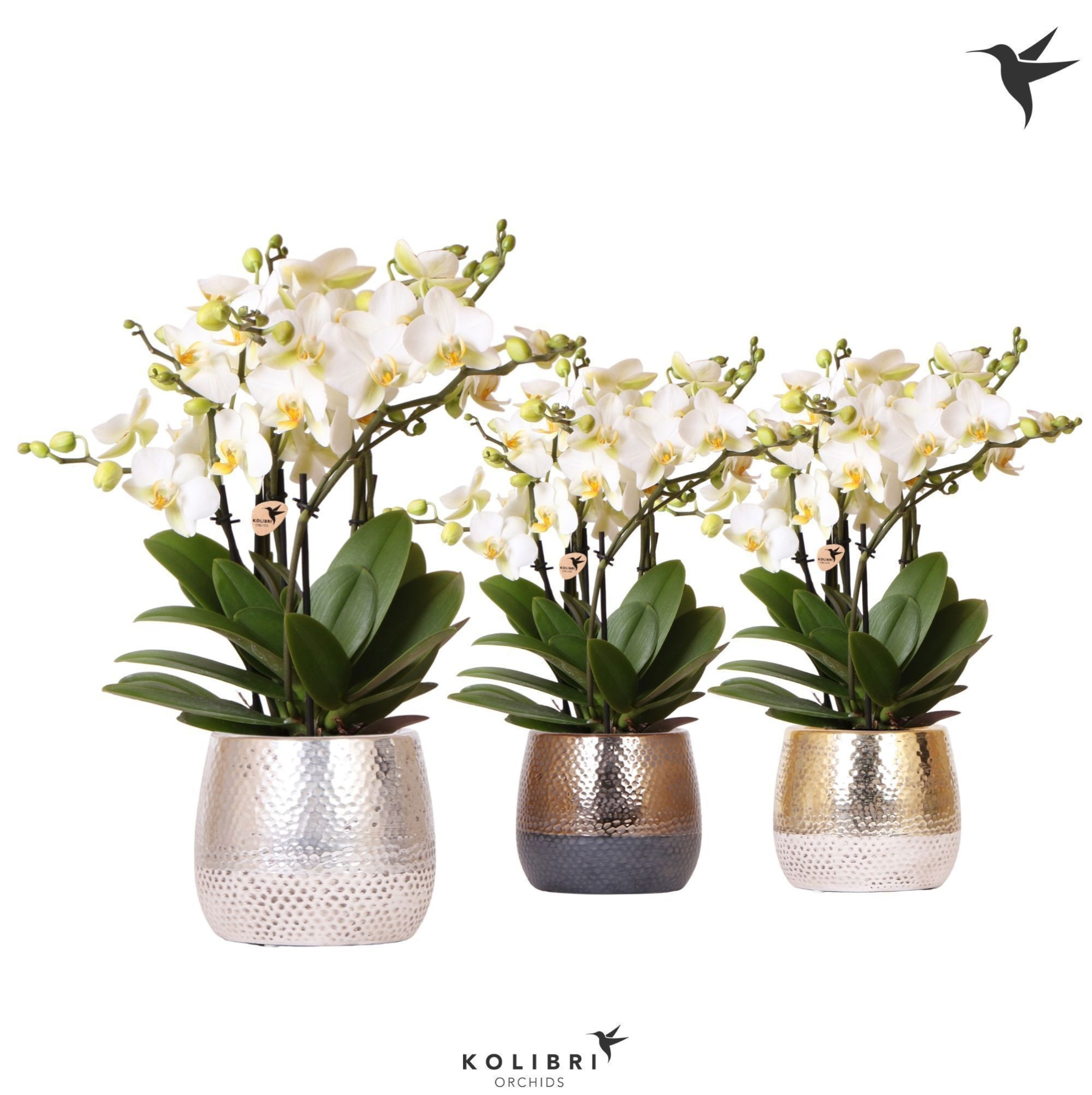 Kolibri Orchids Phalaenopsis Lausanne 6spike in Elite pot mix, D 12