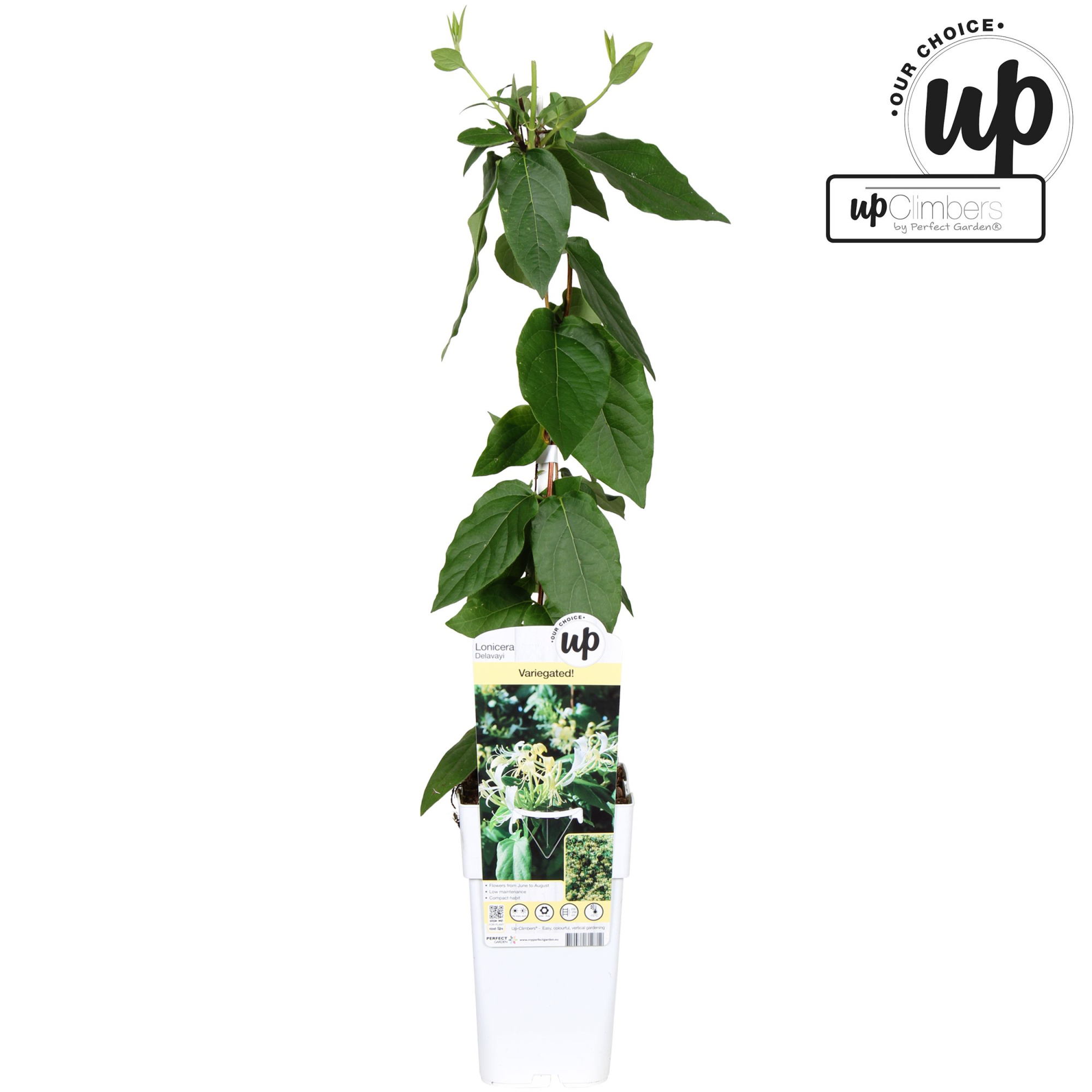 Lonicera similis var. Delavayi P15, D 15