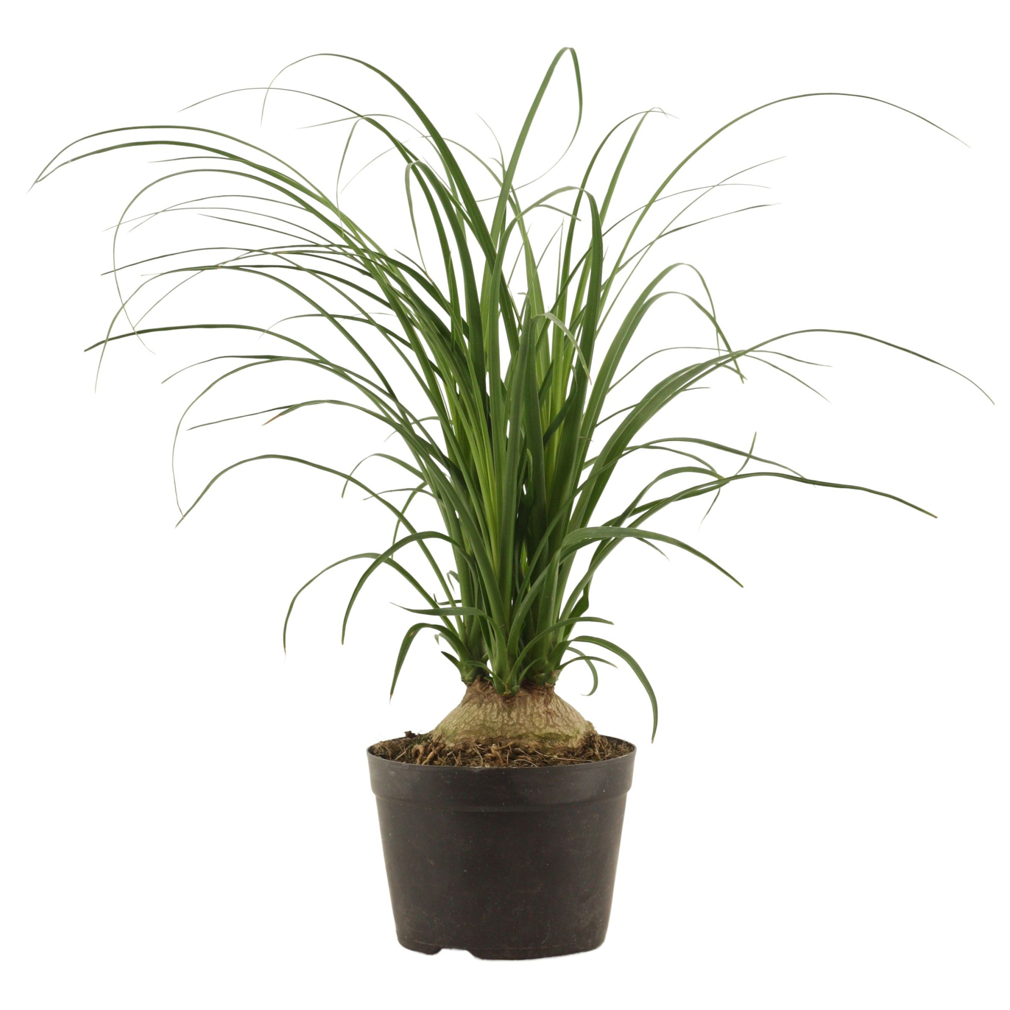 Beaucarnea Bol 14 cm, D 14