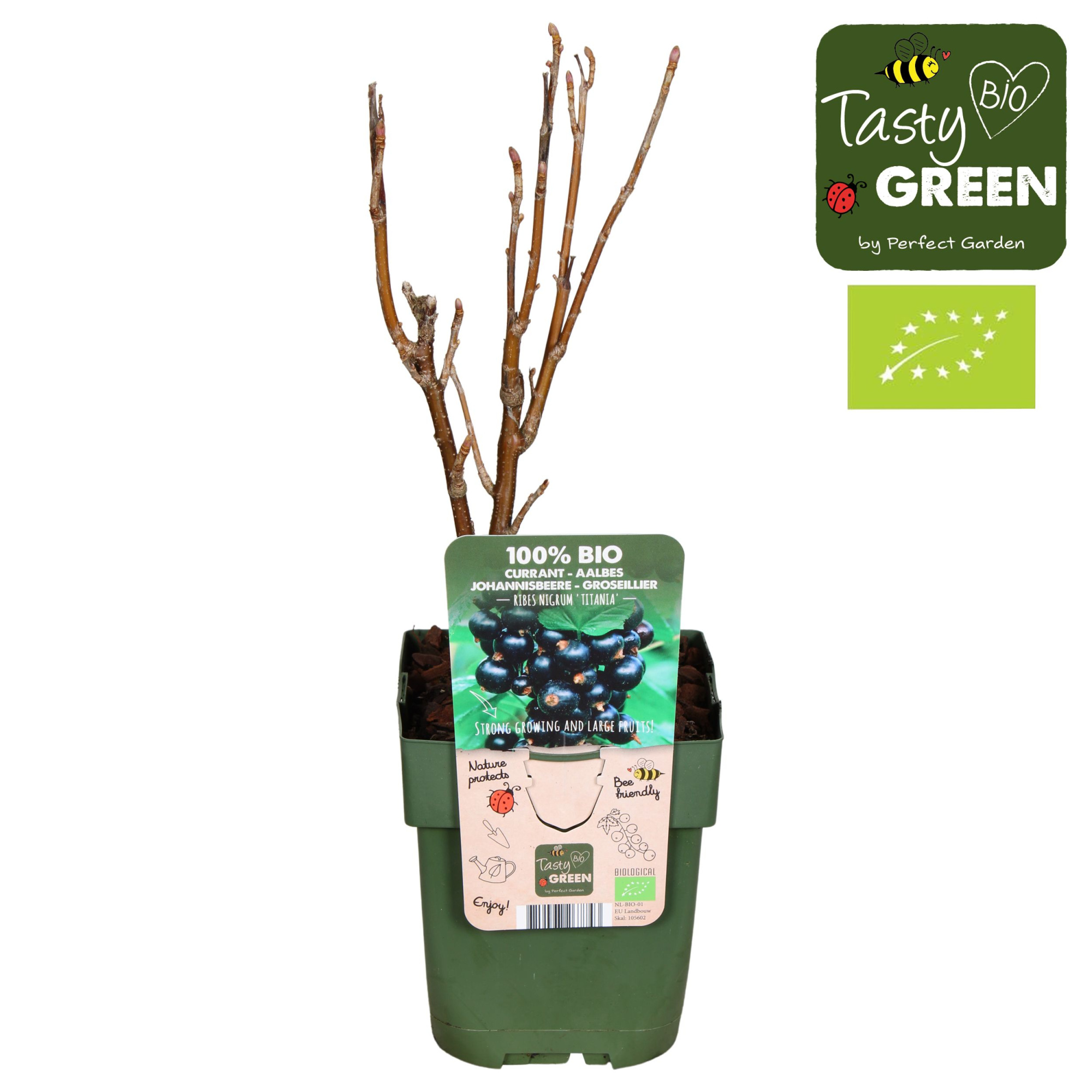 Ribes nigrum Titania Bio P13, D 13