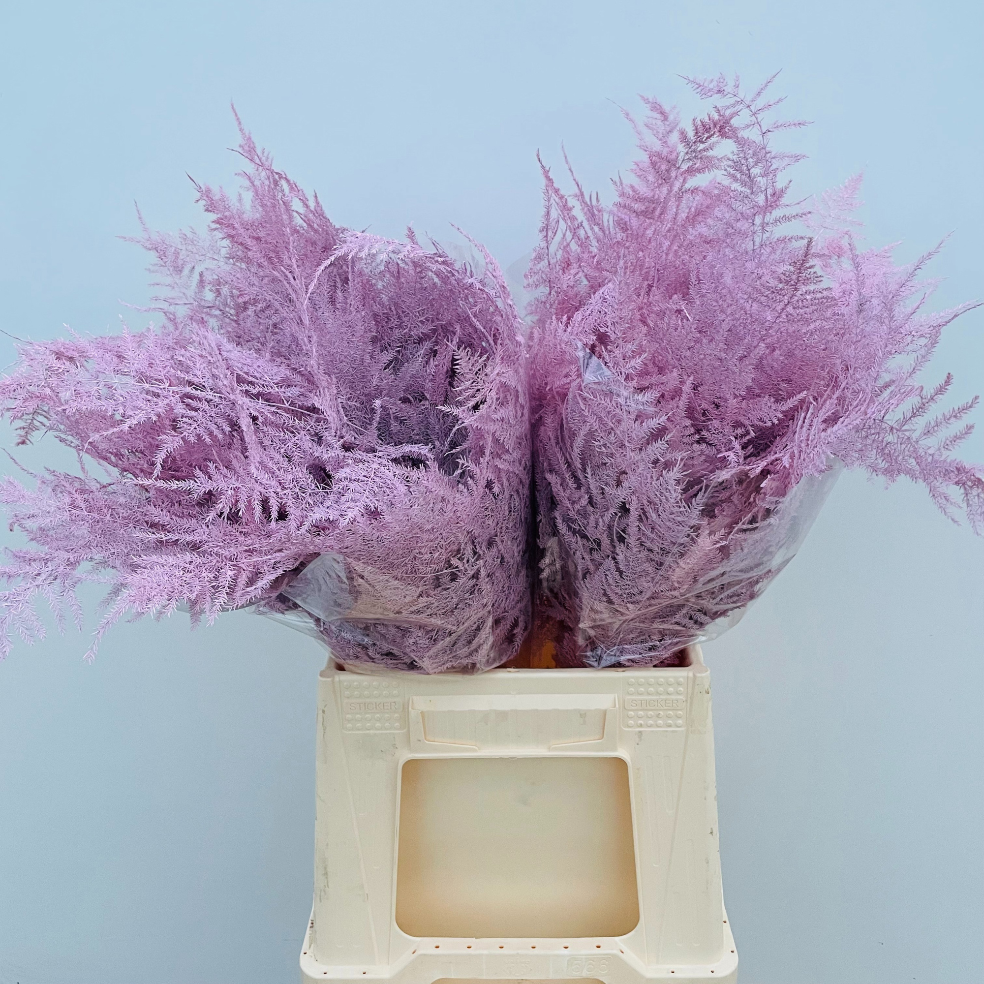 Аспарагус Овериг Крашеный (краш. ) 45, шт.