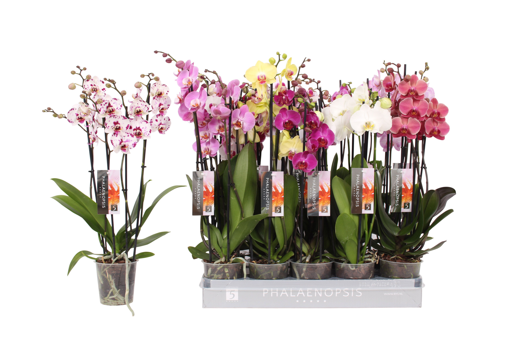 Phalaenopsis 5 color mix, 4-spike 25+, D 12