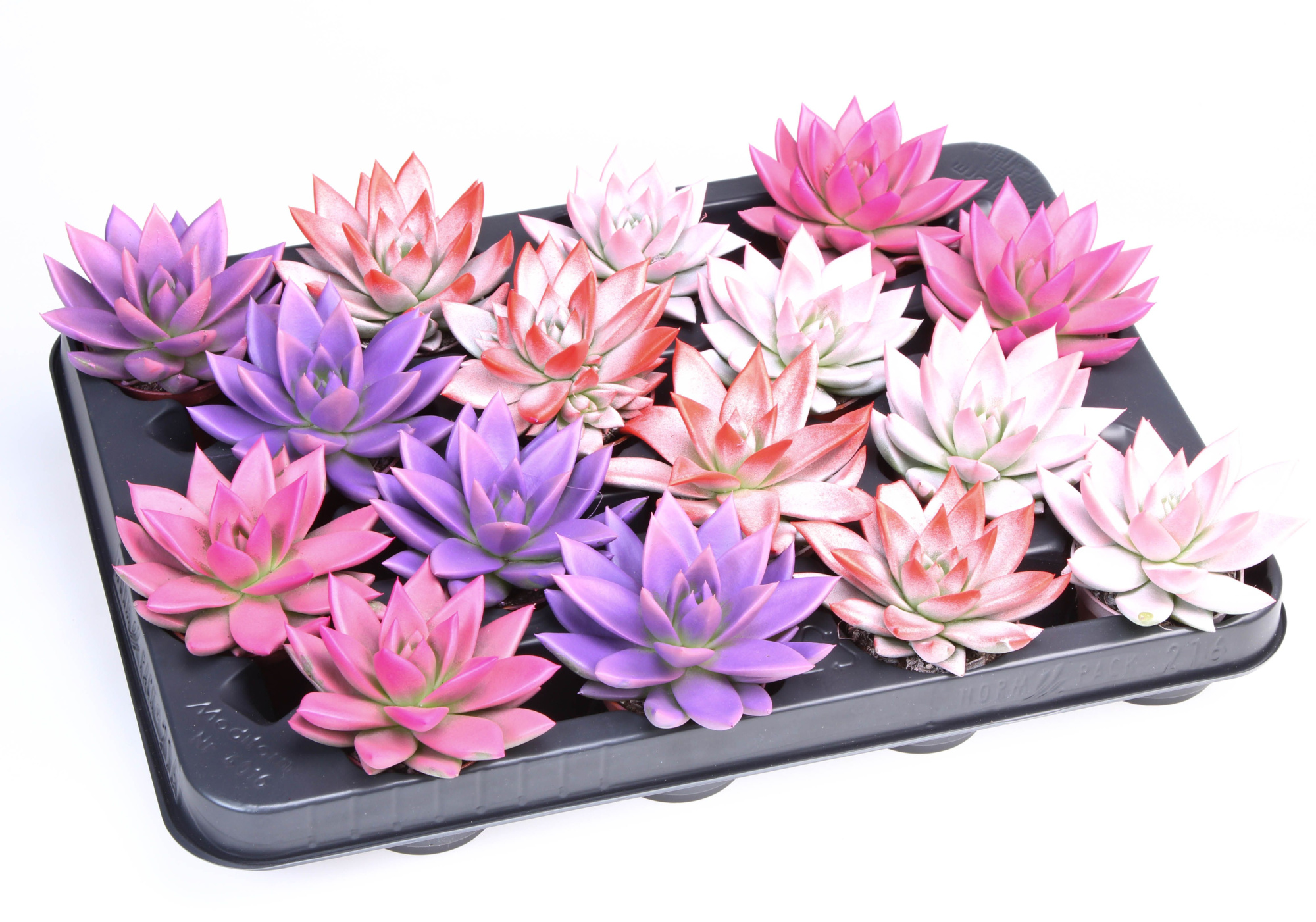 2 Colors love mix, D 6