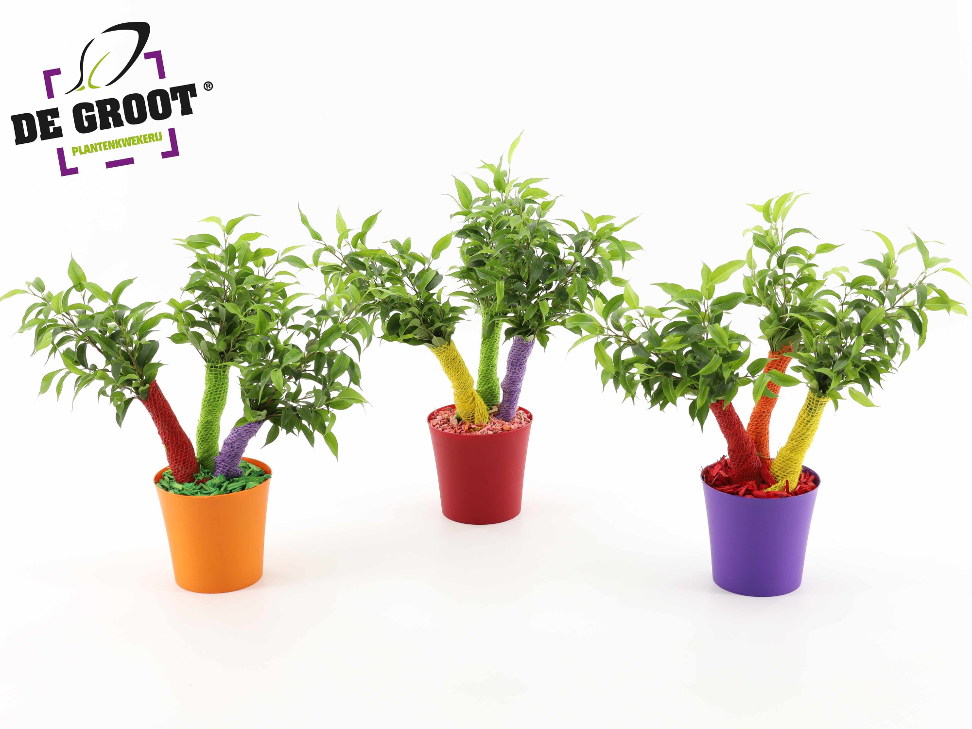 Ficus Crazy Tree "Summerstyle", D 12