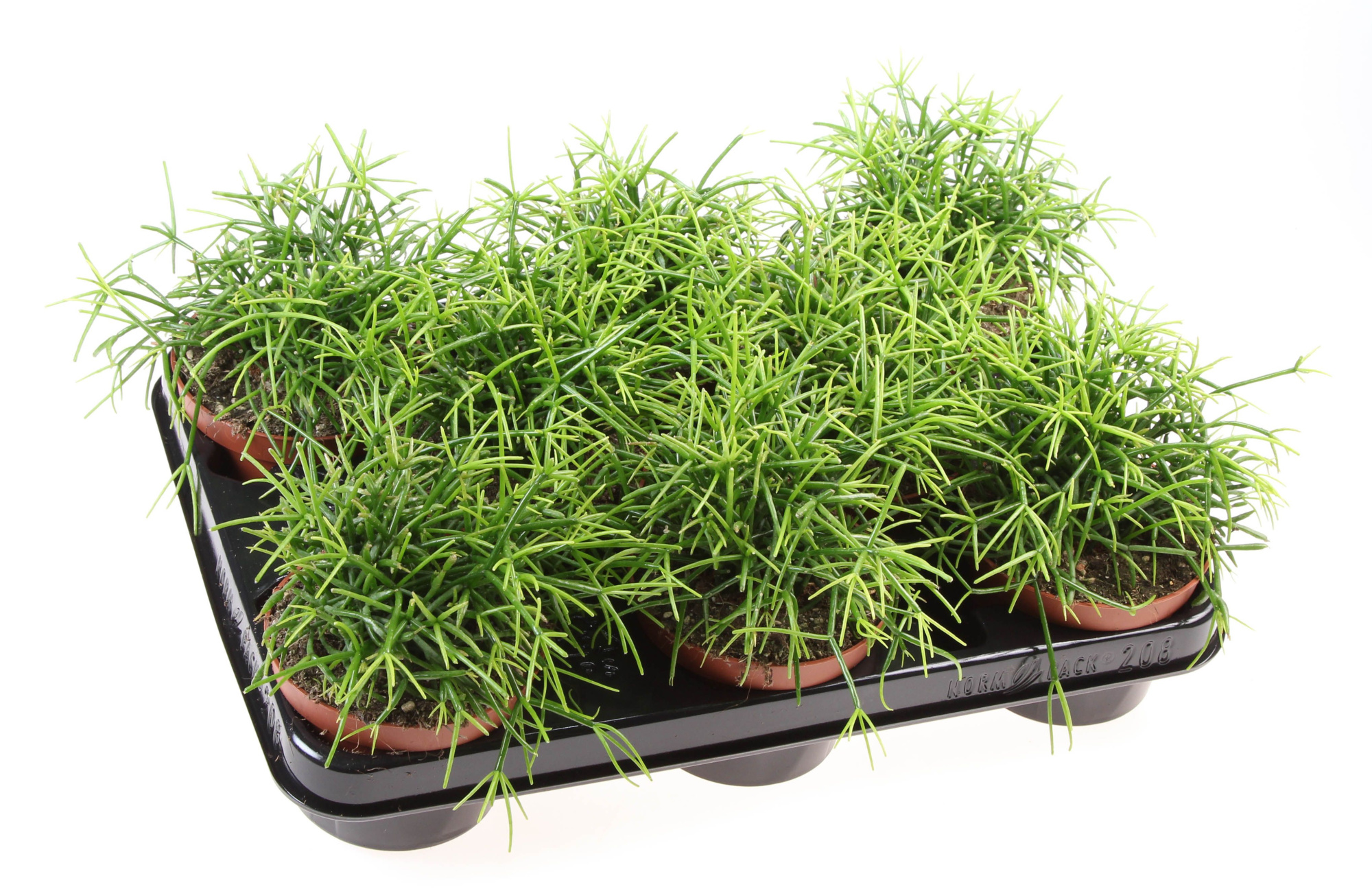 Rhipsalis cassutha oasis, D 10,5