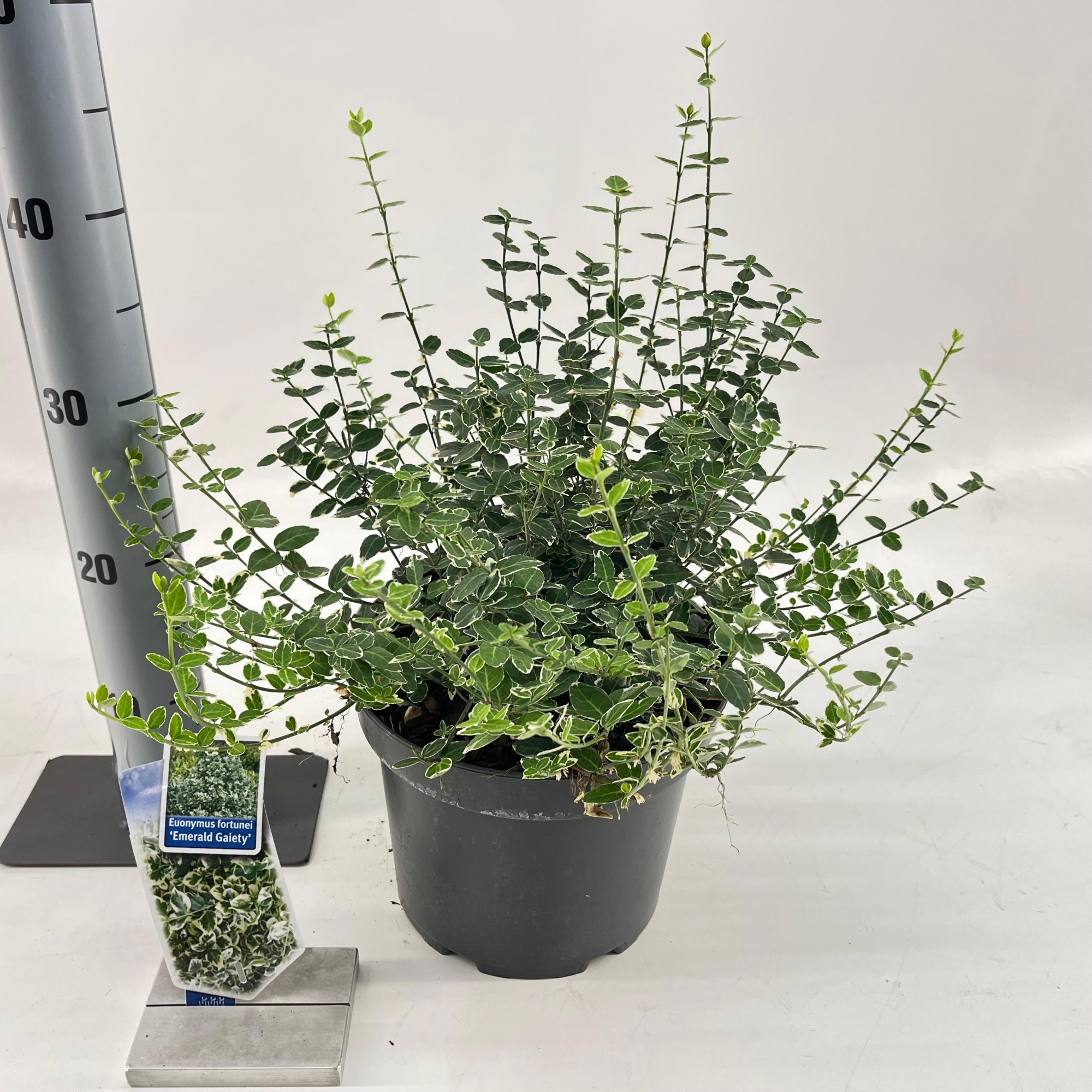 Euonymus fort. 'Emerald Gaiety', D 23