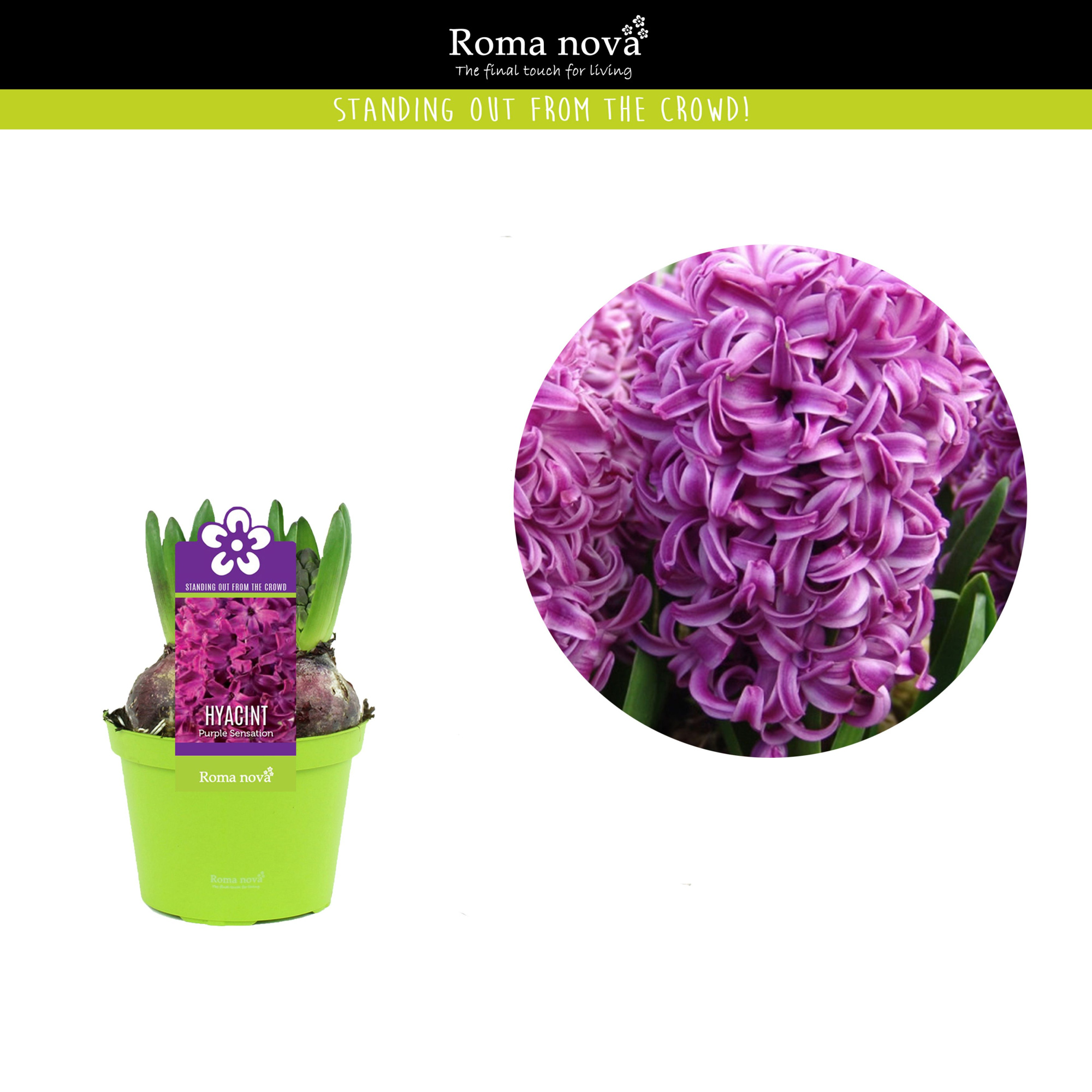 Hyacint Purple Sensation 12cm, D 12