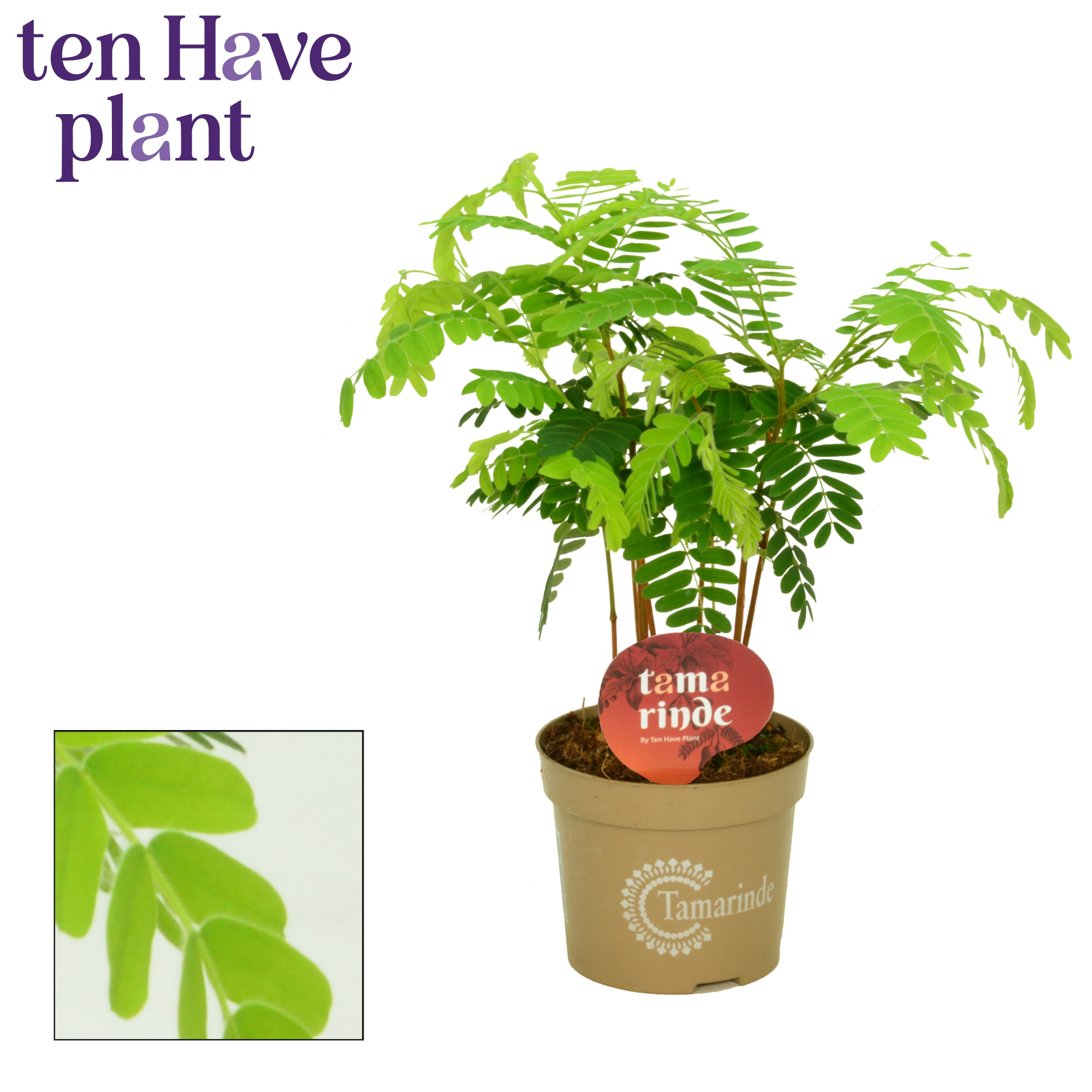 Tamarinde 12 cm, D 12