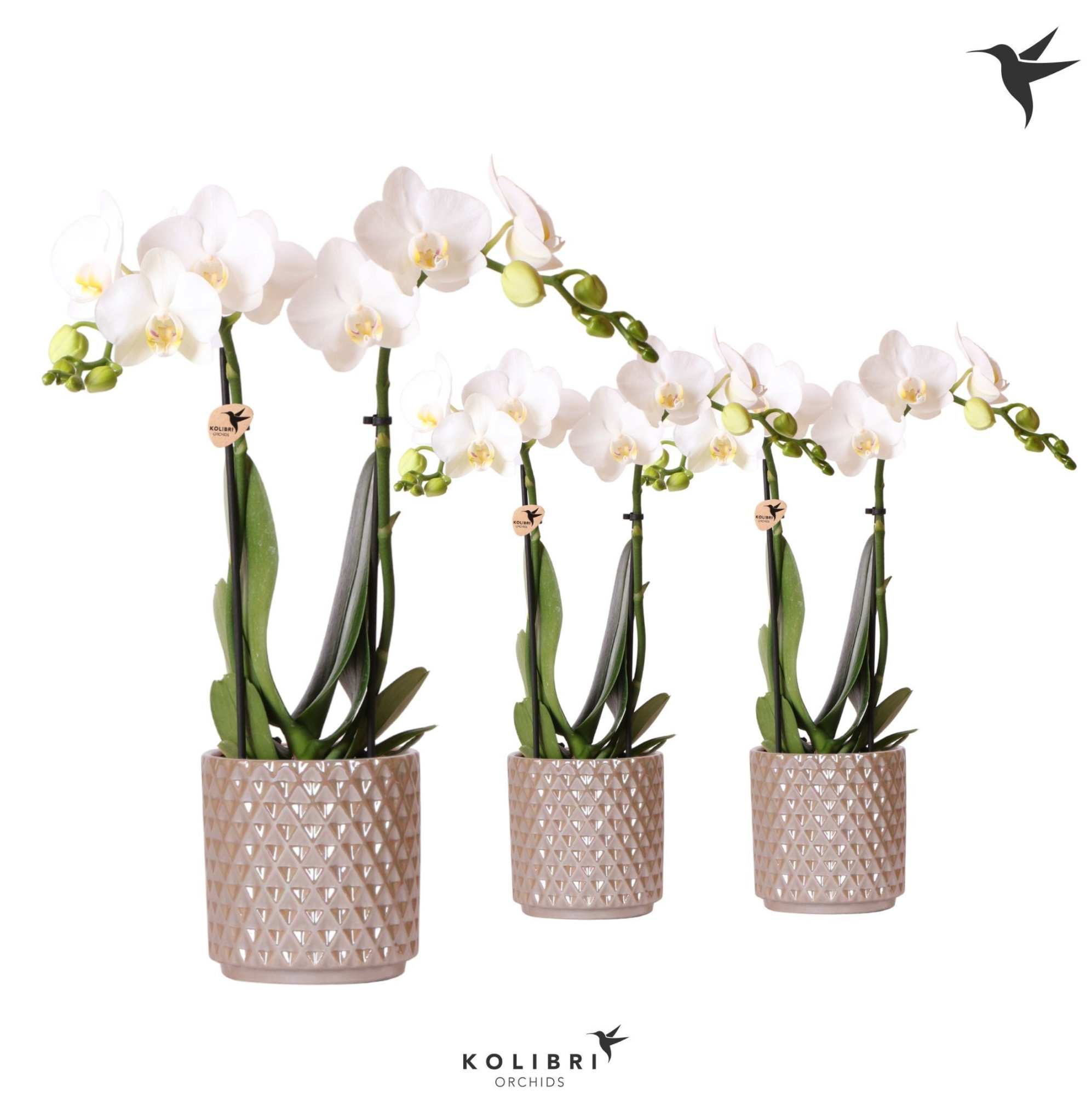 Kolibri Orchids Phalaenopsis white 2 spike in Diamond Pearl sand, D 9