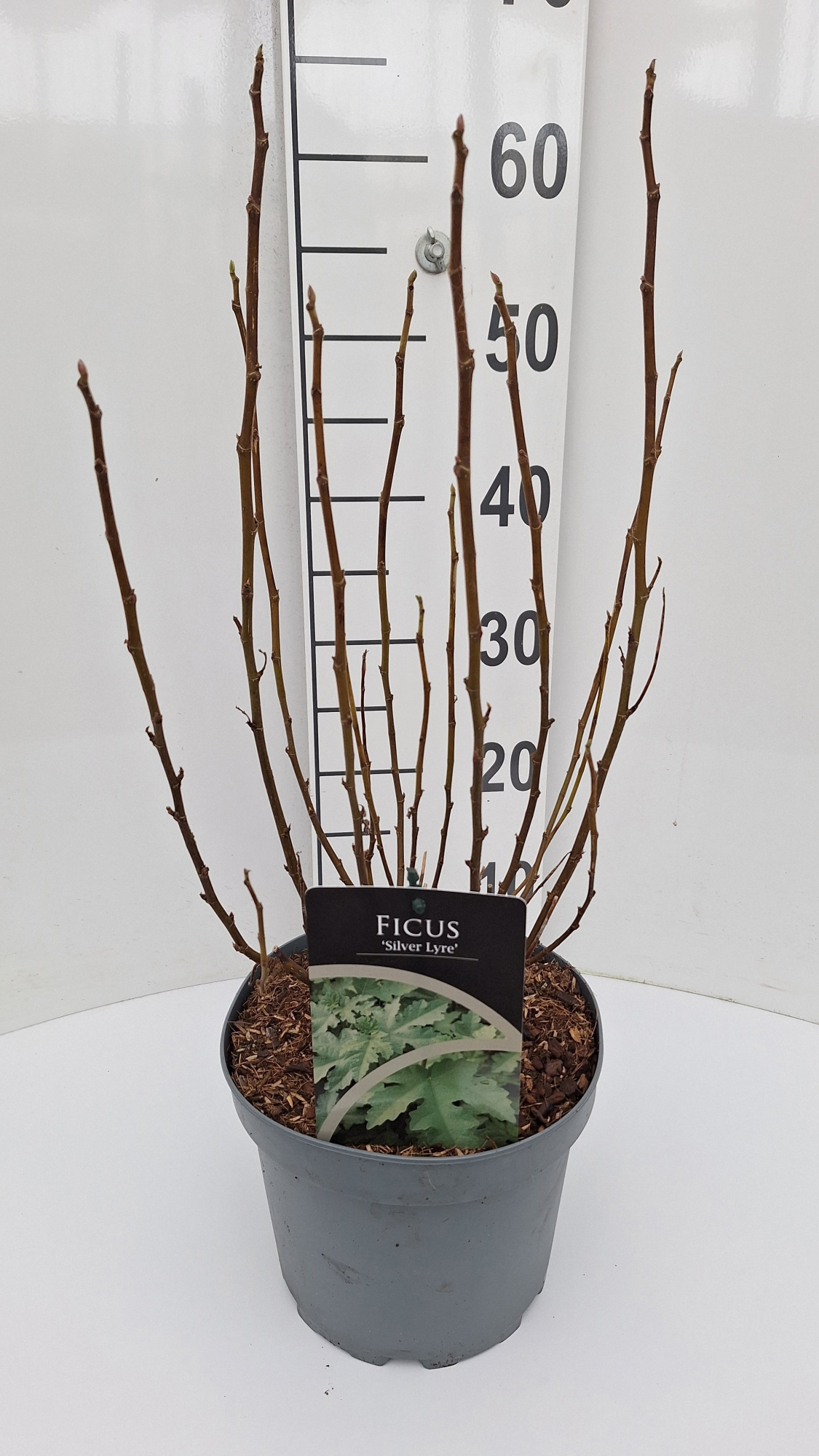 Ficus Silver Lyre, D 21