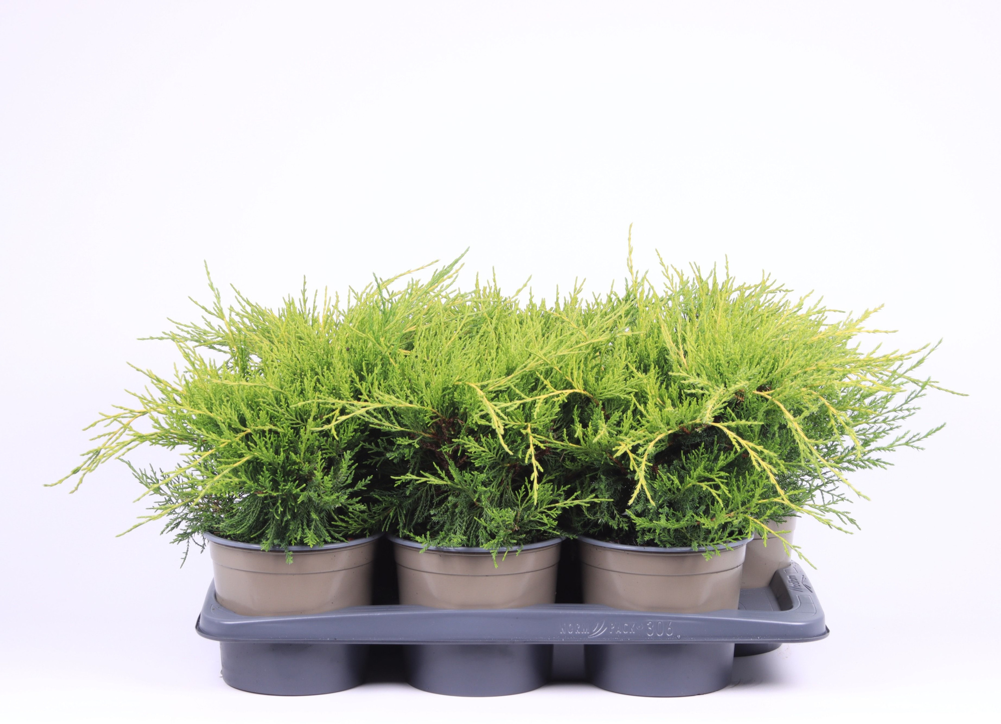 Juniperus x pfitzeriana 'Gold Coast', D 17